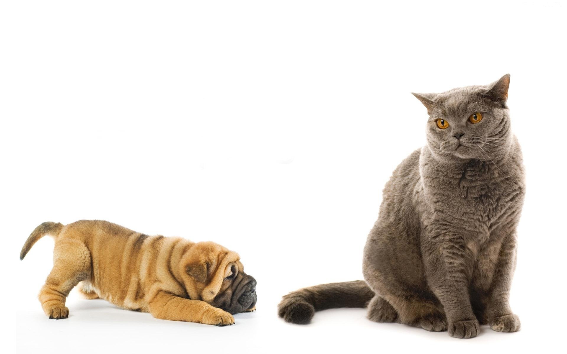 High resolution Cat and Dog hd 1920x1200 wallpaper ID:125370 for computer