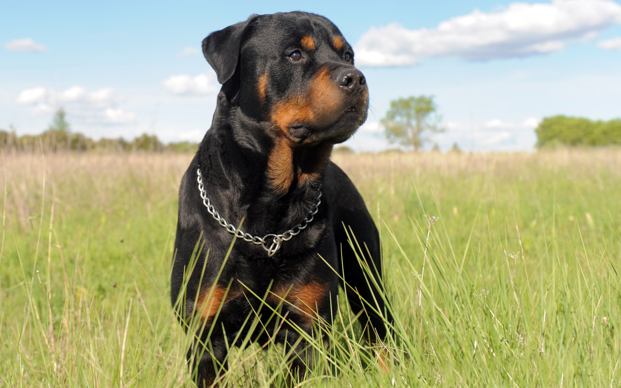 Best Rottweiler background ID:68574 for High Resolution hd 2560x1600 PC