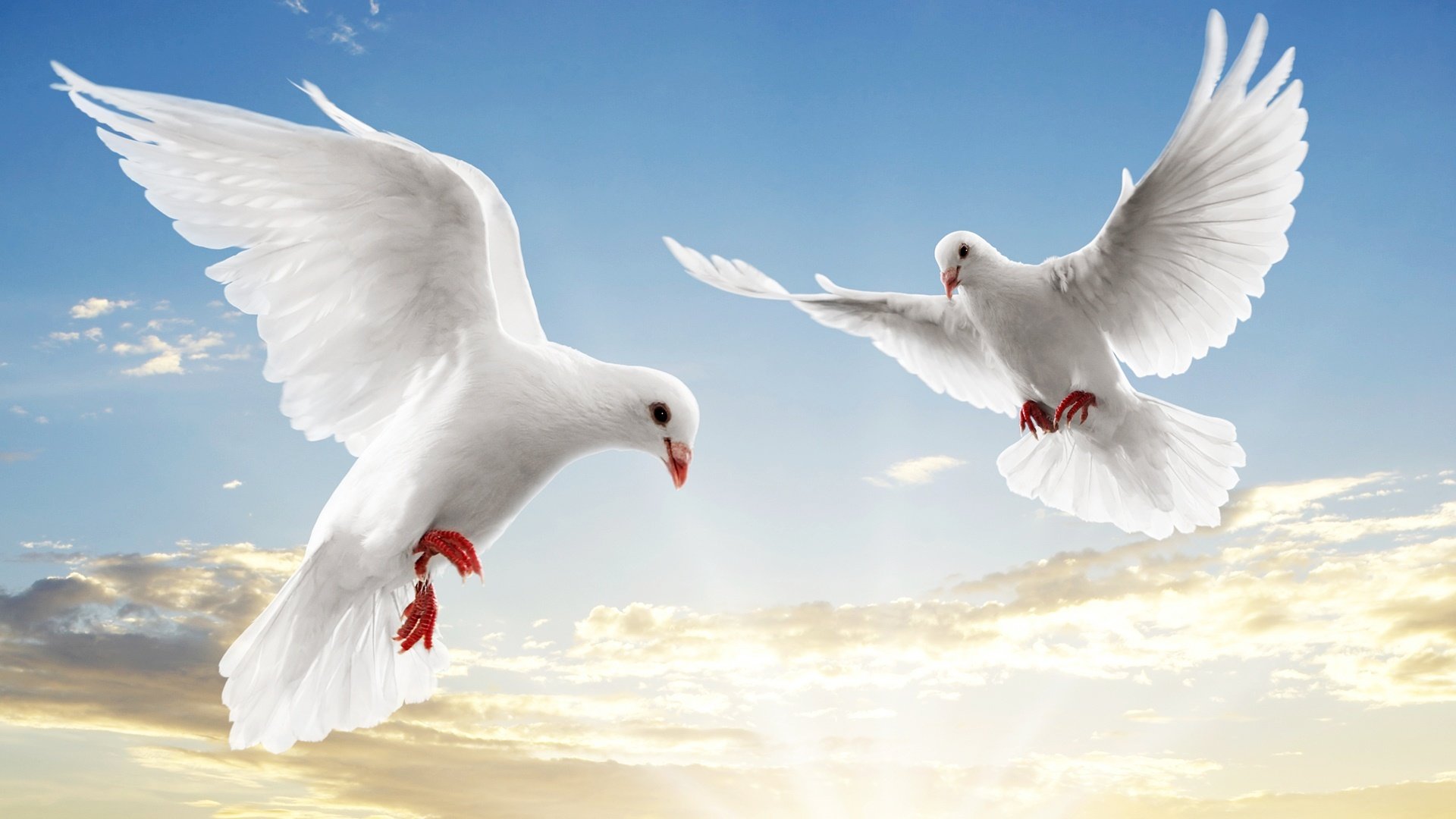 Awesome Dove free background ID:357282 for hd 1080p desktop