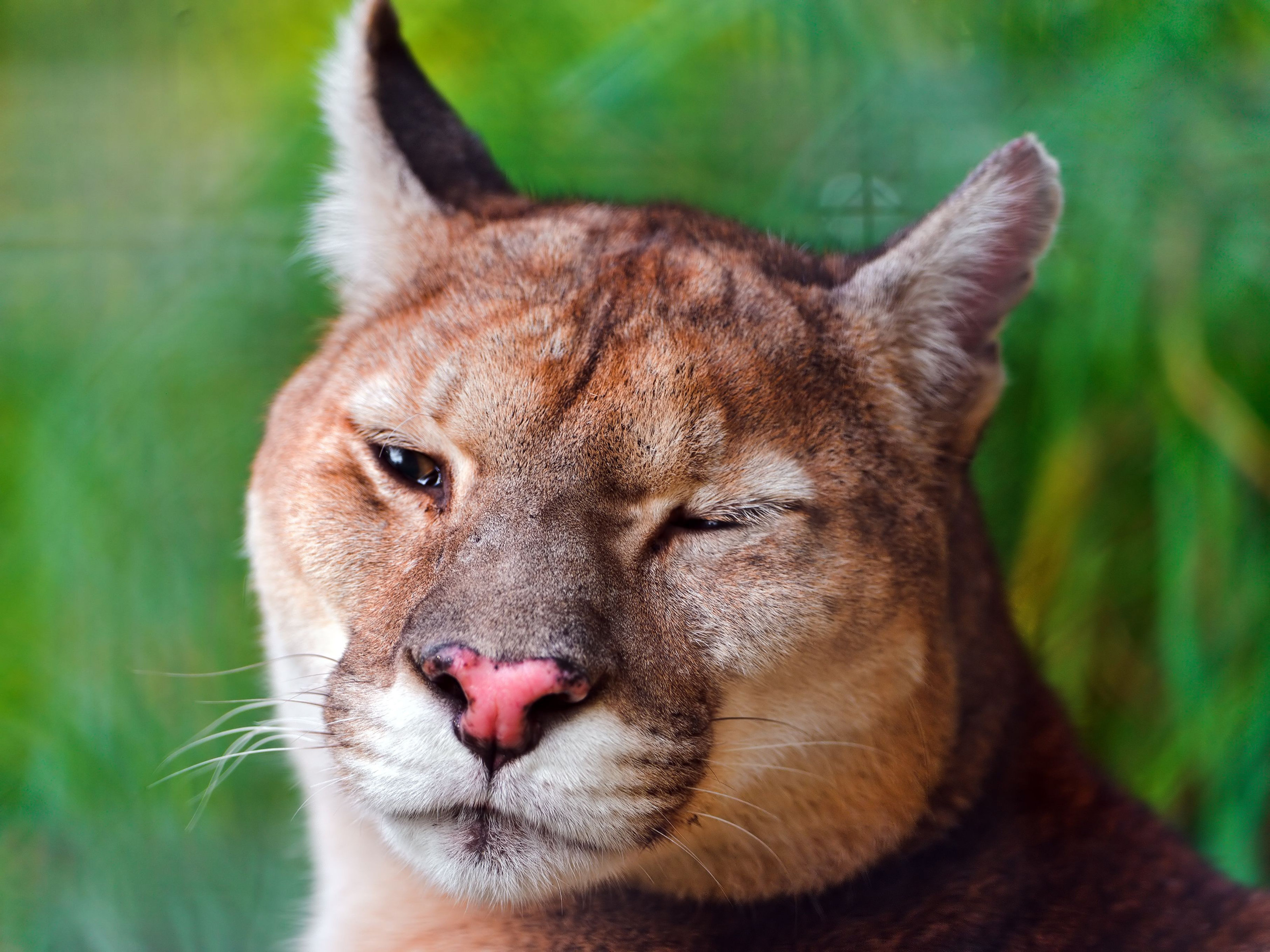 Download hd 3200x2400 Cougar PC background ID:81792 for free