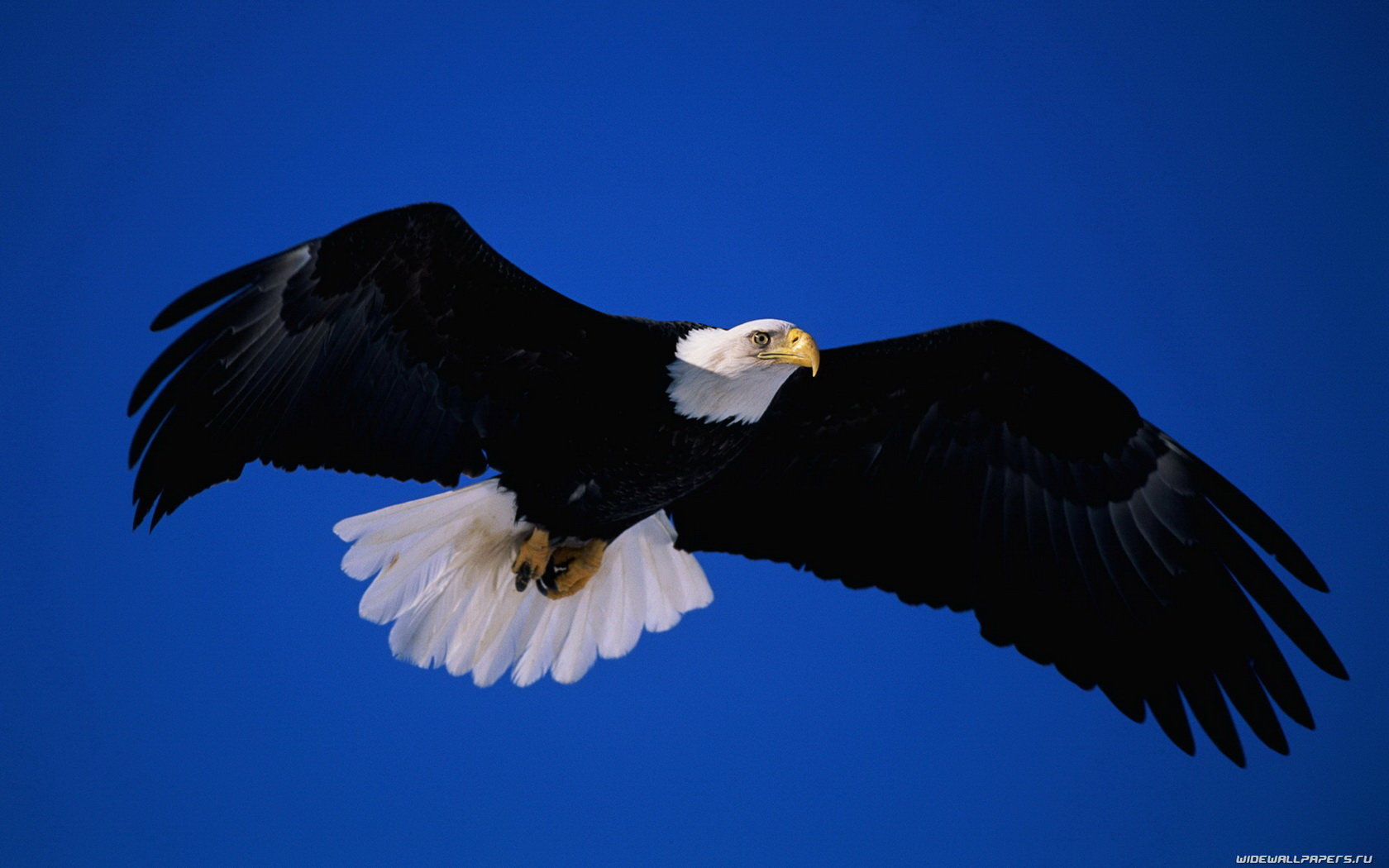 High resolution Eagle hd 1680x1050 background ID:231149 for PC