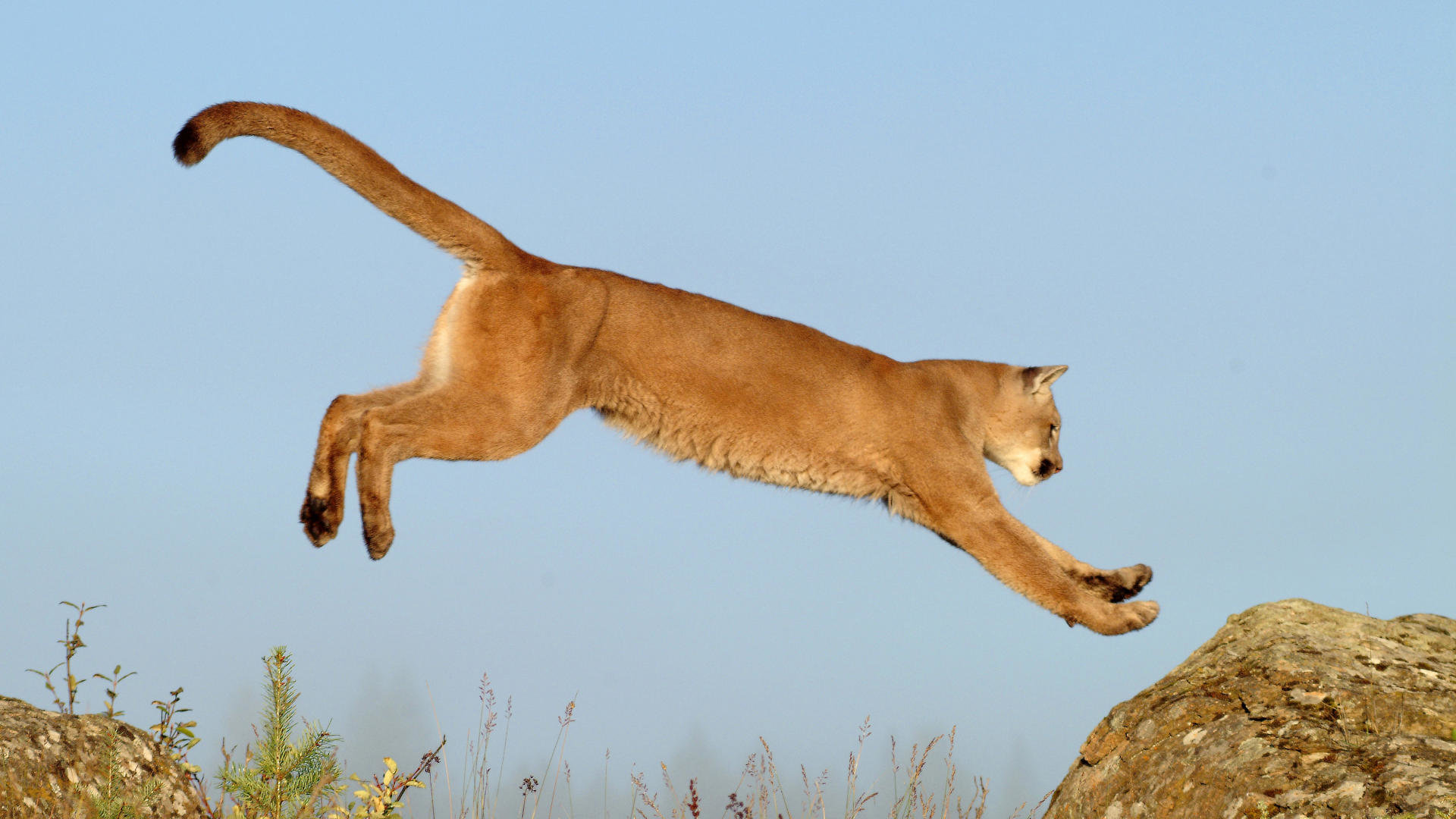 Awesome Cougar free wallpaper ID:81791 for full hd 1920x1080 computer