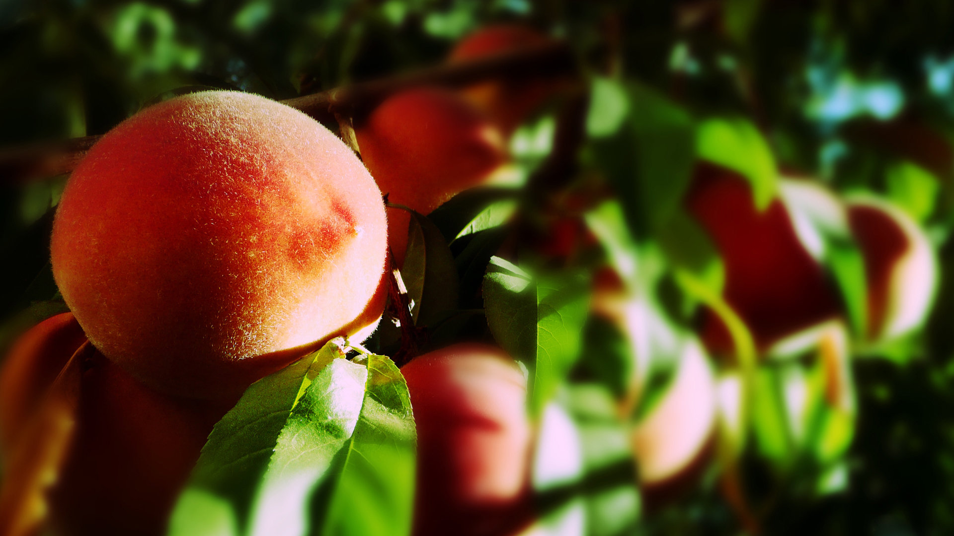 Awesome Peach free background ID:397496 for hd 1920x1080 desktop