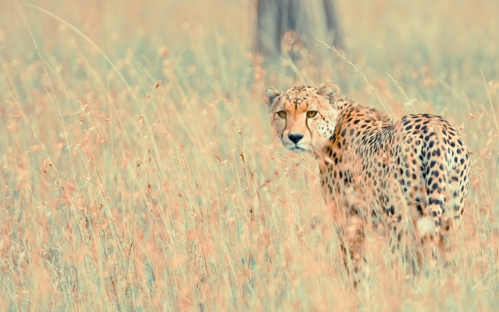 Free download Cheetah background ID:161861 hd 1680x1050 for computer