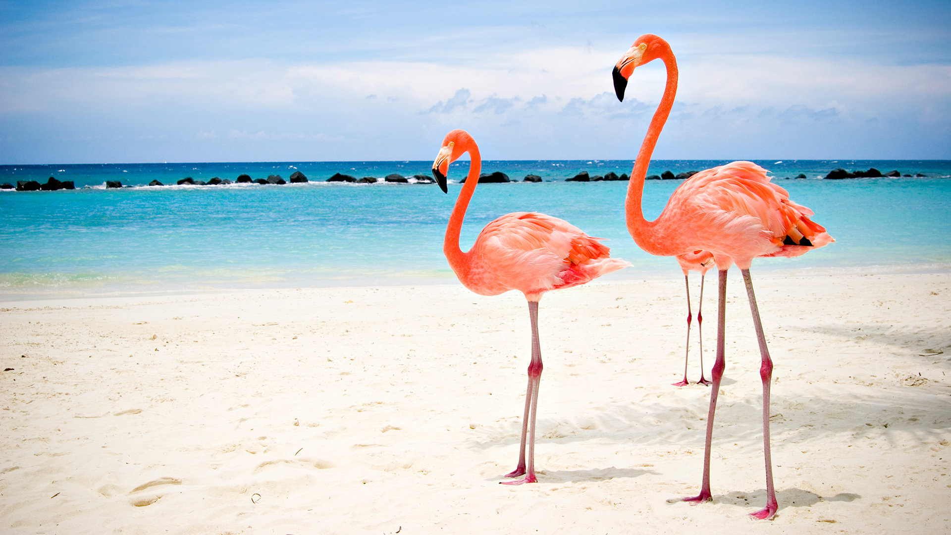 Free download Flamingo background ID:66646 hd 1080p for computer