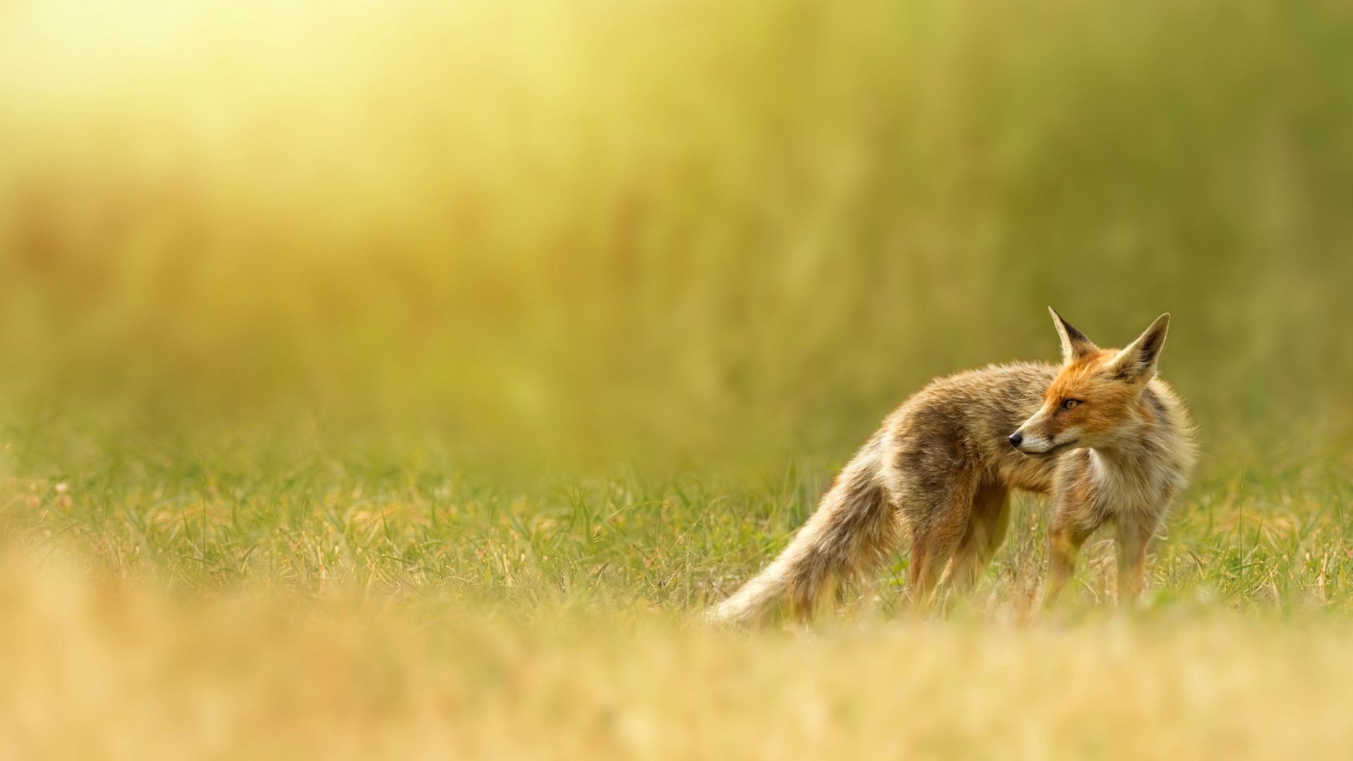 Free Fox high quality background ID:59065 for 1080p computer
