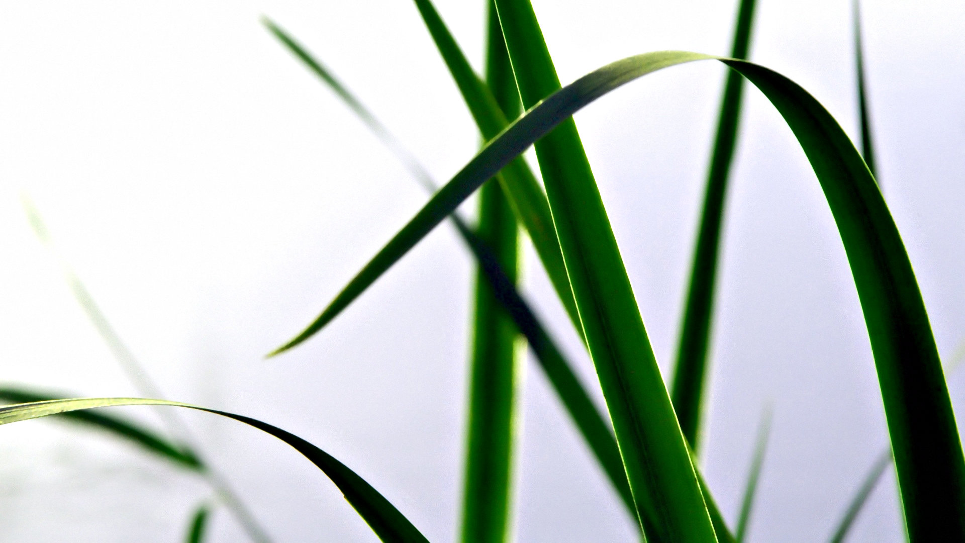 Download 1080p Grass desktop background ID:377727 for free