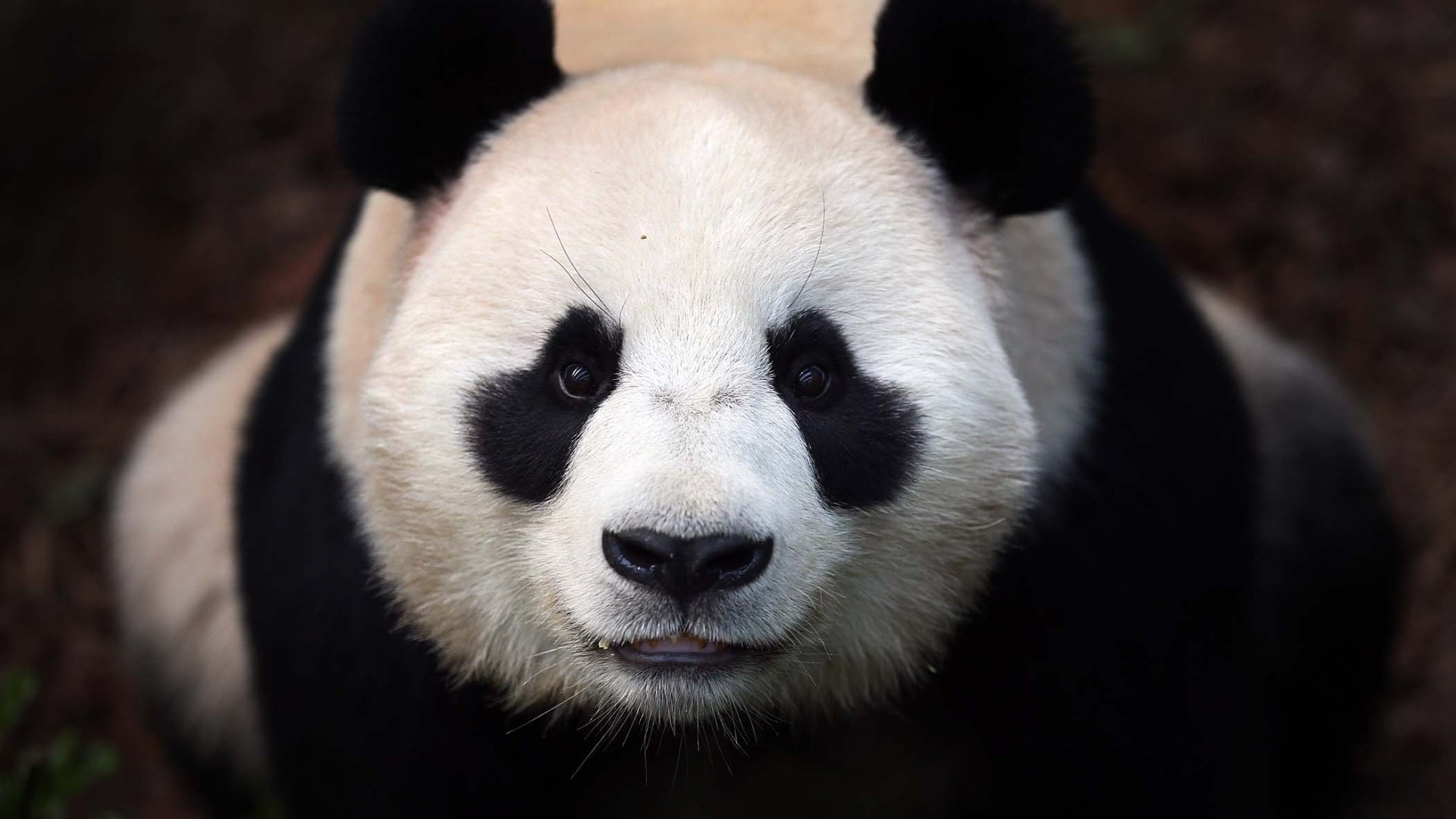 Awesome Panda free background ID:300466 for hd 1080p desktop