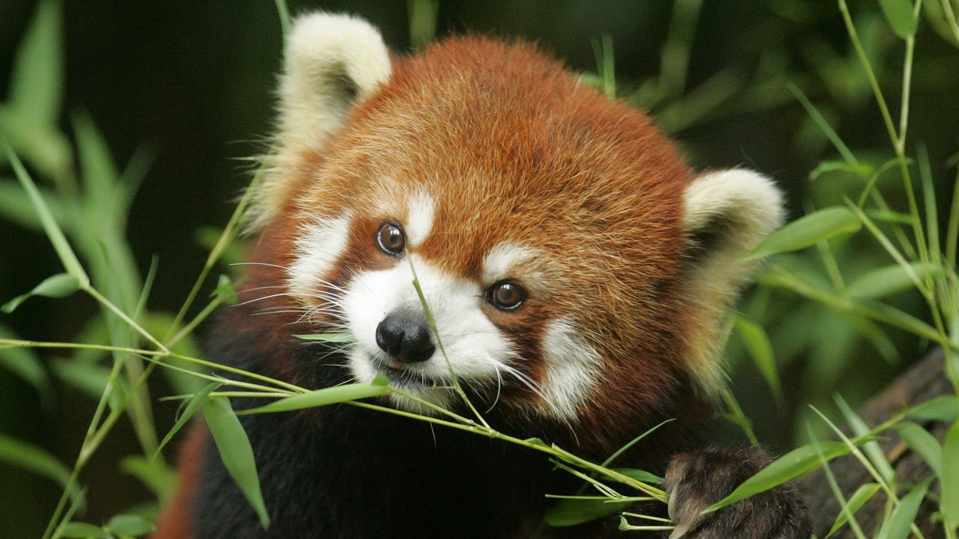 Free Red Panda high quality wallpaper ID:63963 for full hd 1080p computer