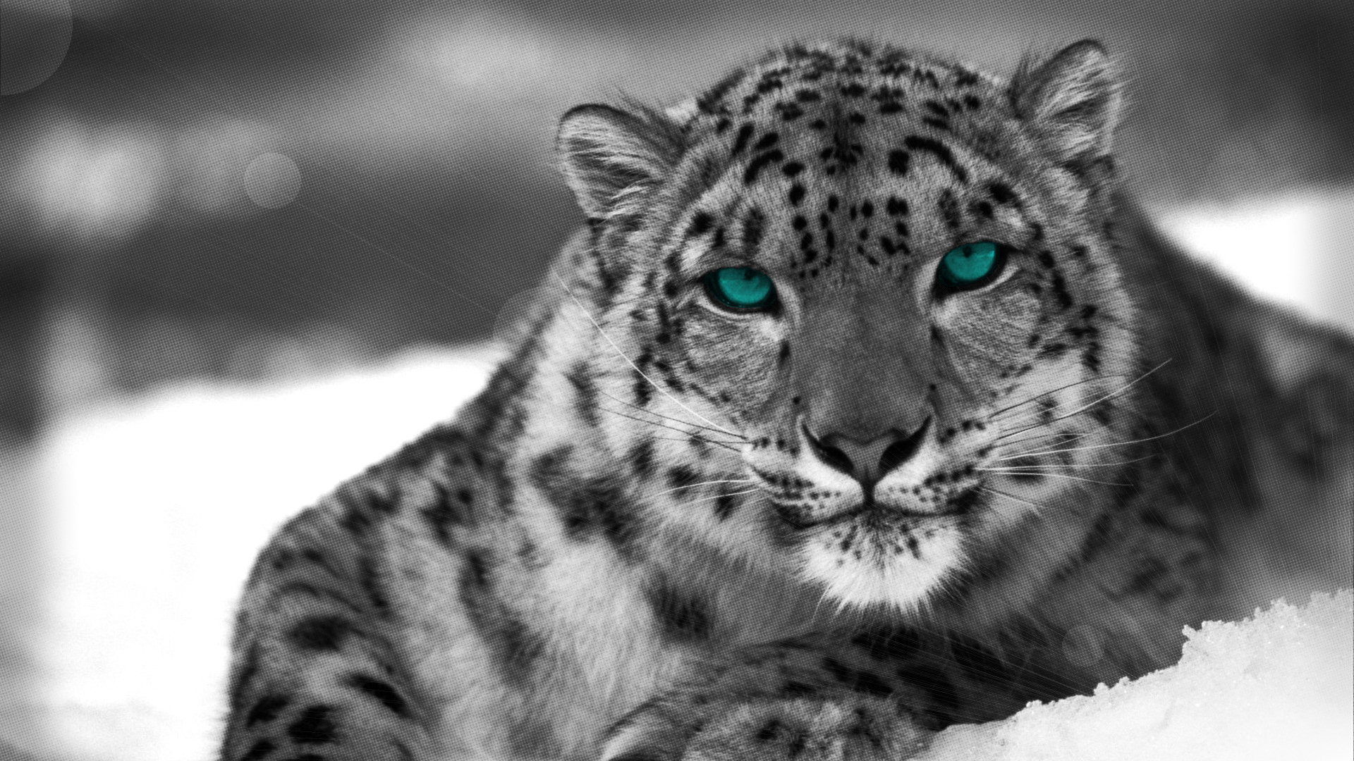 Free Snow Leopard high quality background ID:34516 for full hd desktop