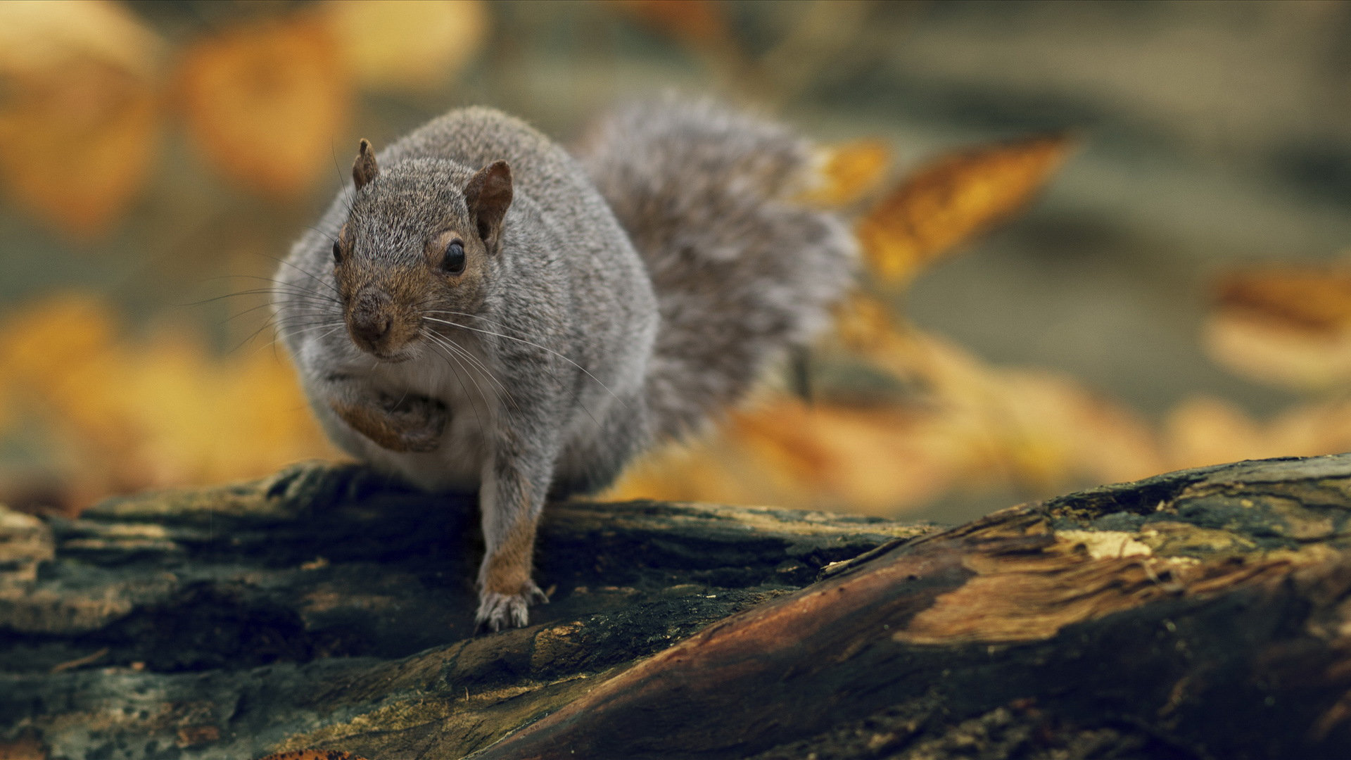 High resolution Squirrel full hd wallpaper ID:312064 for PC