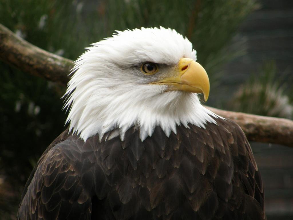 Free American Bald Eagle high quality background ID:68791 for hd 1024x768 desktop