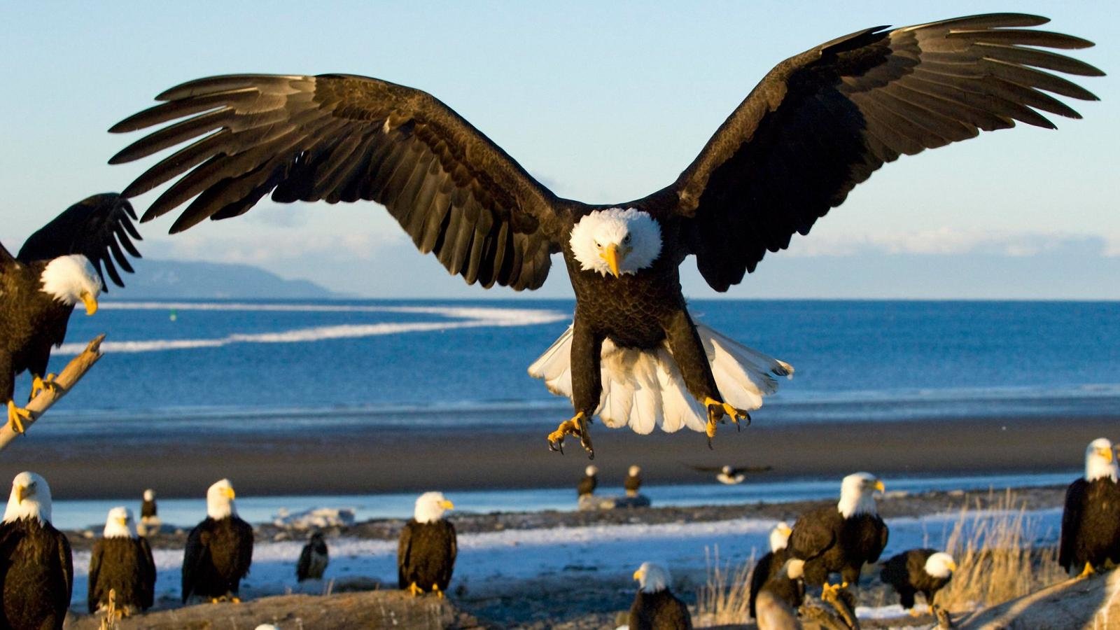 High resolution American Bald Eagle hd 1600x900 wallpaper ID:68696 for PC