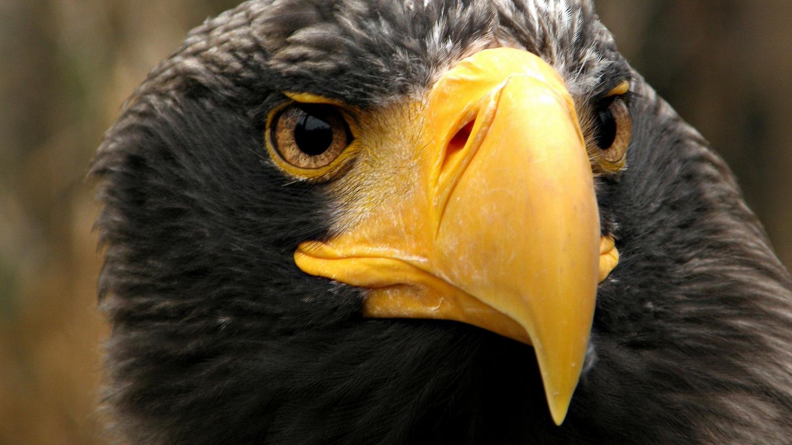 Awesome Eagle free wallpaper ID:231431 for hd 1600x900 computer