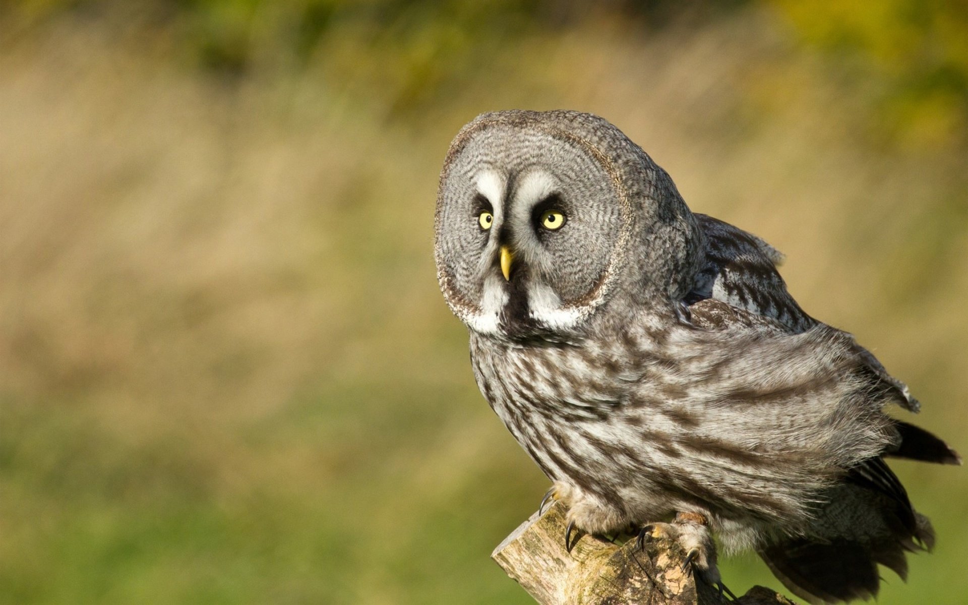 Download hd 1920x1200 Great Grey Owl PC background ID:235133 for free