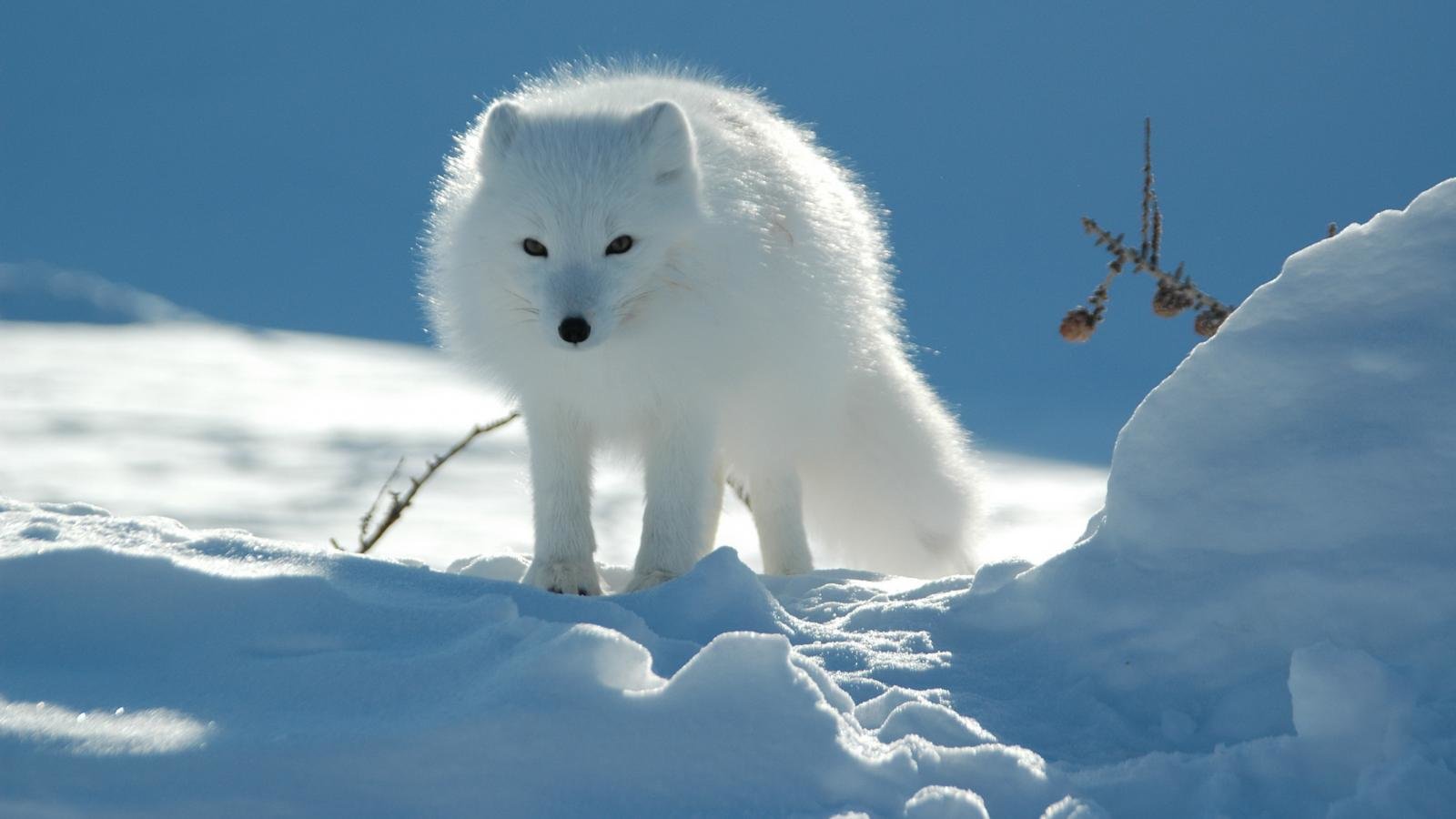 Free Arctic Fox high quality background ID:98750 for hd 1600x900 PC