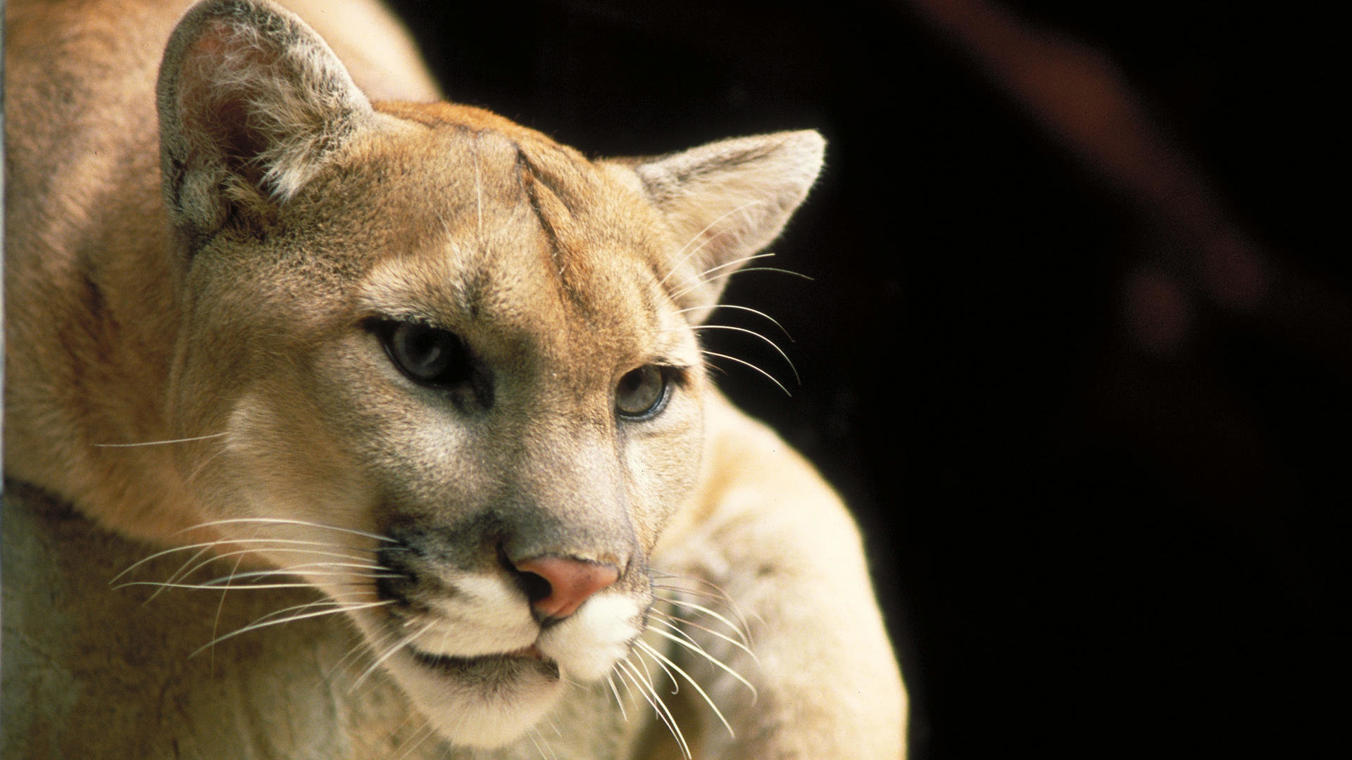 Free Cougar high quality wallpaper ID:81790 for full hd PC