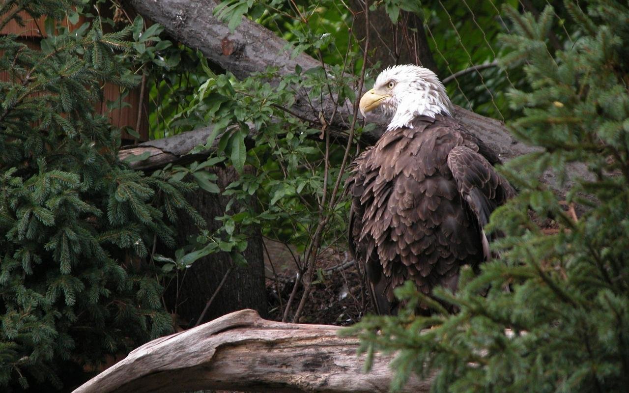 High resolution American Bald Eagle hd 1280x800 wallpaper ID:68790 for computer