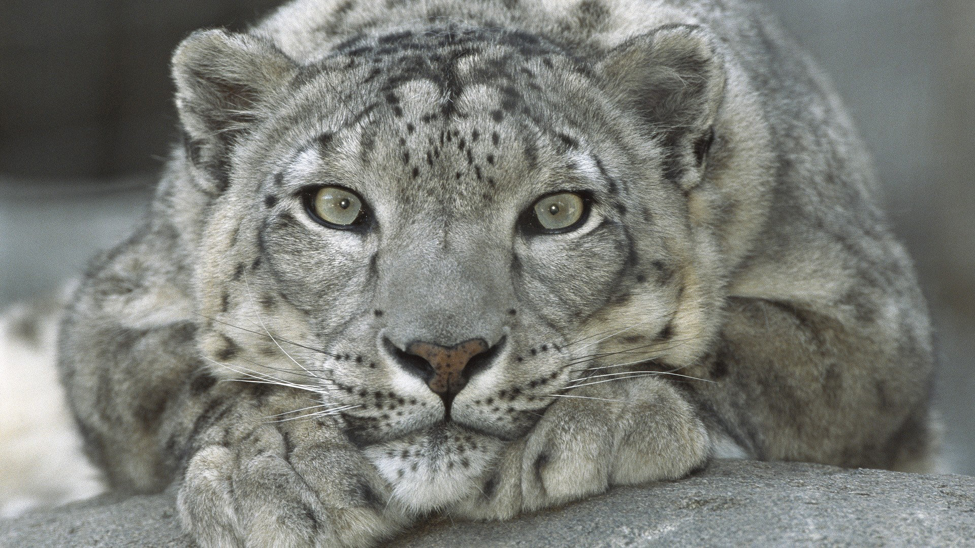 Download 1080p Snow Leopard PC wallpaper ID:34515 for free