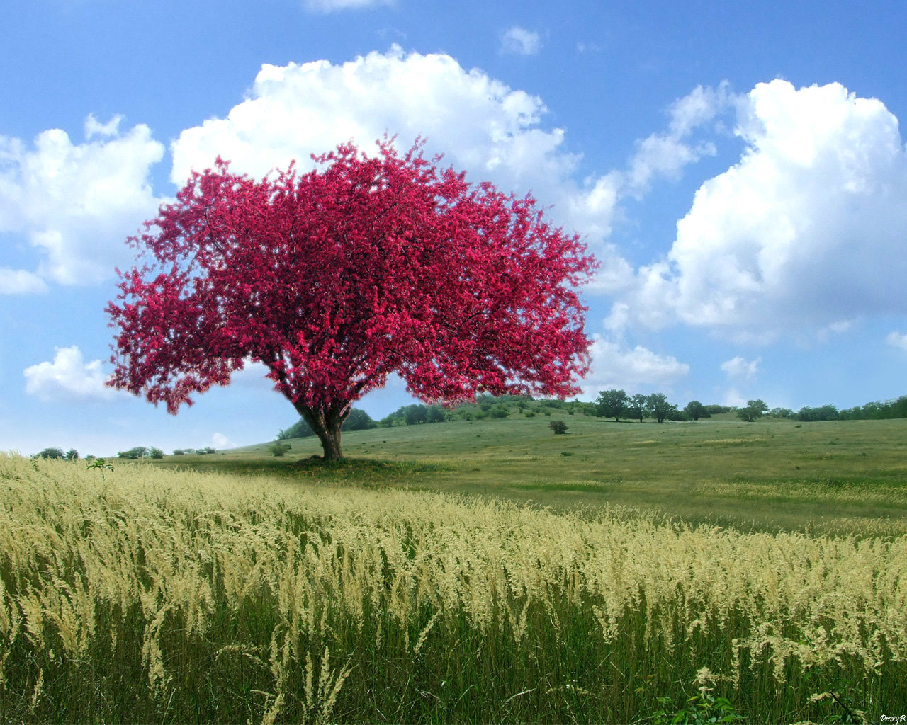 Awesome Tree free wallpaper ID:76334 for hd 1280x1024 PC
