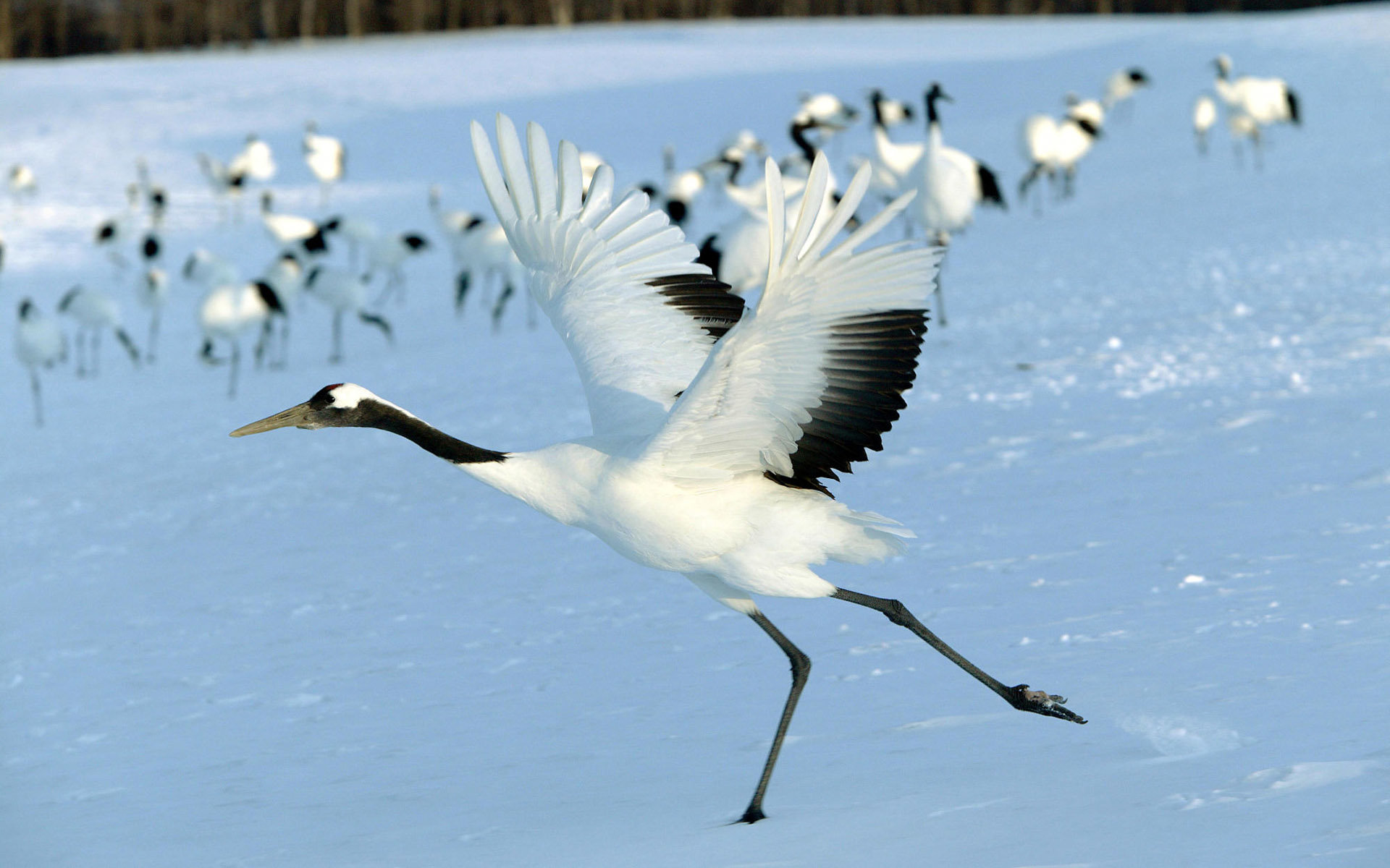 Awesome Crane free background ID:363631 for hd 1920x1200 PC