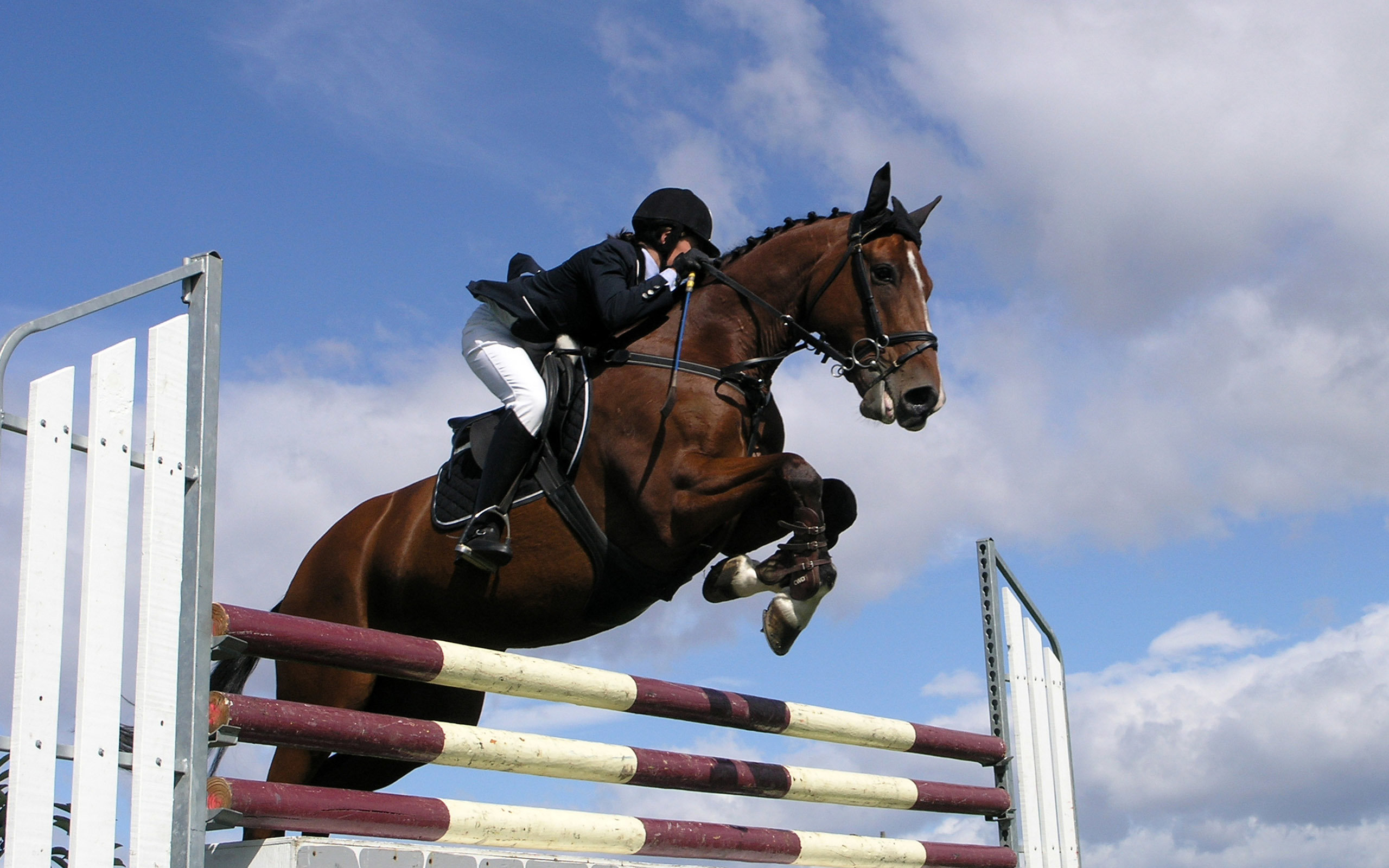 Awesome Horse Jumping free wallpaper ID:282942 for hd 2560x1600 desktop