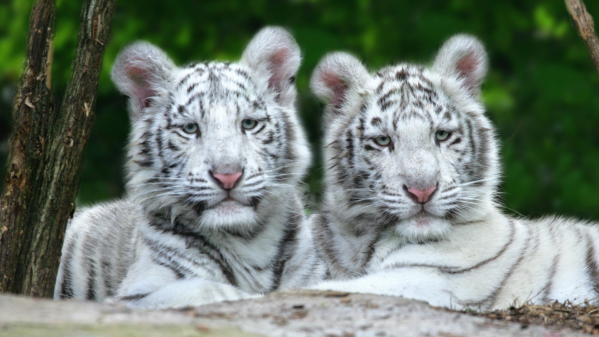 Awesome White Tiger free wallpaper ID:175024 for full hd computer