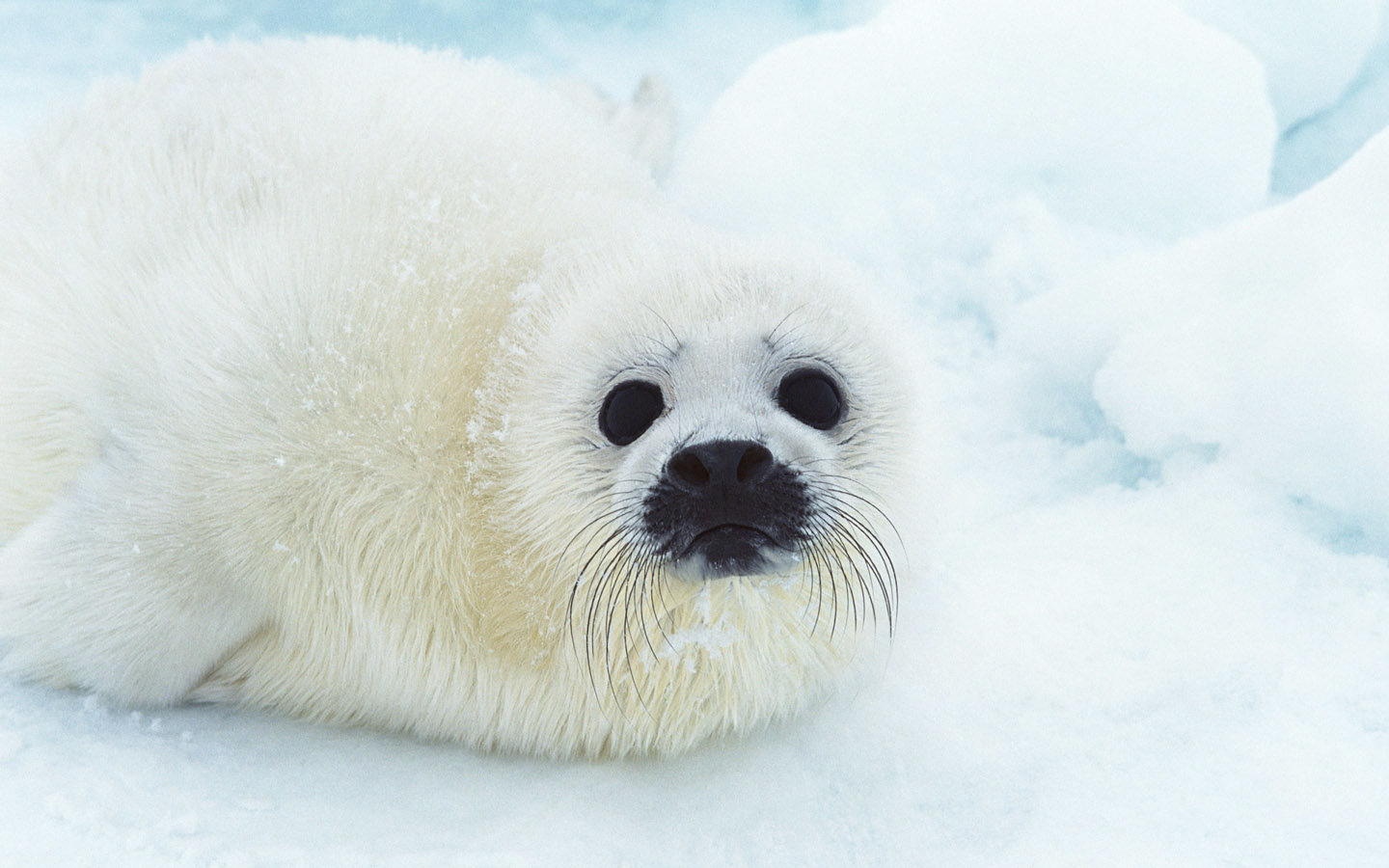 Best Seal wallpaper ID:183327 for High Resolution hd 1440x900 computer