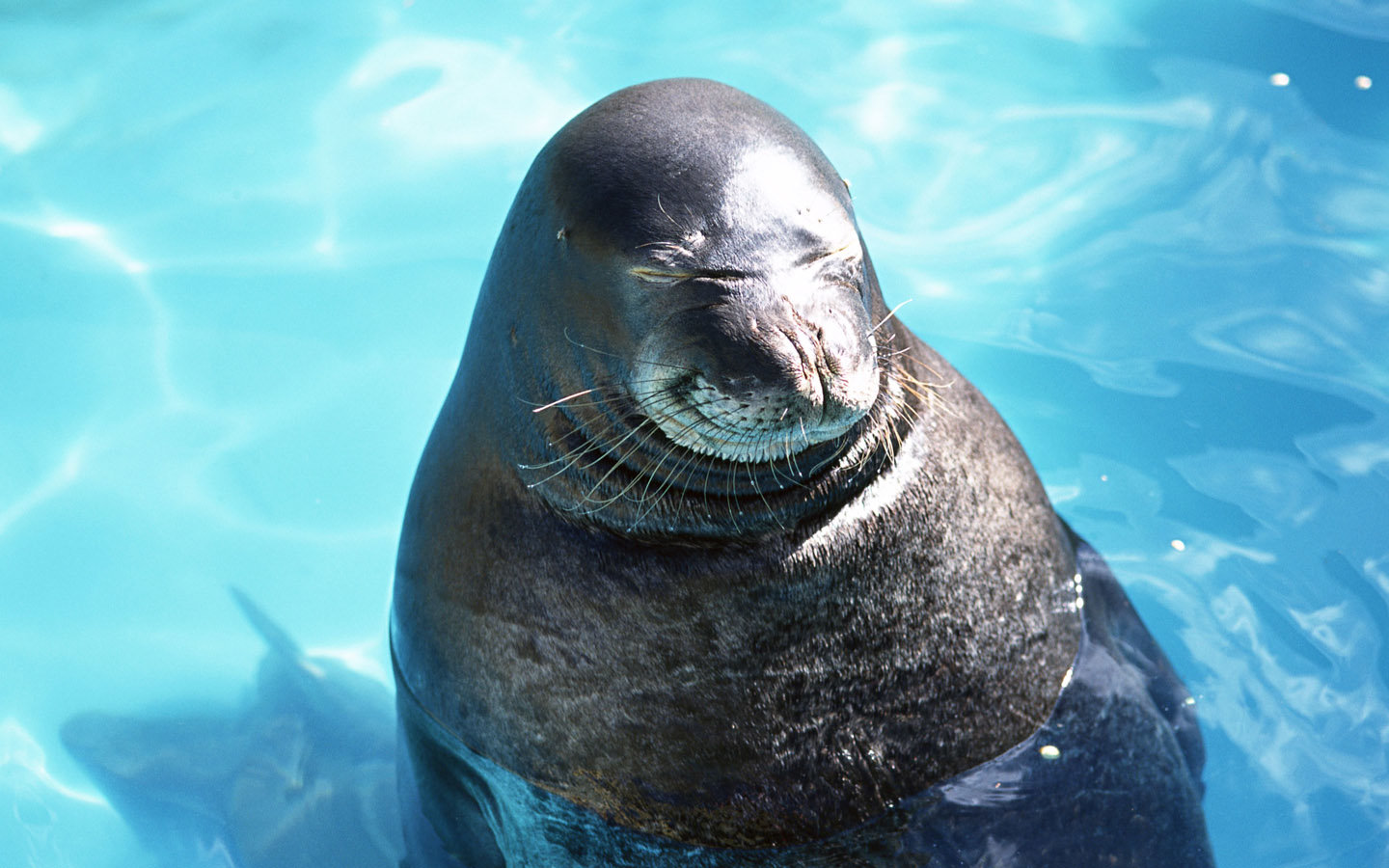 Awesome Seal free wallpaper ID:183386 for hd 1440x900 PC