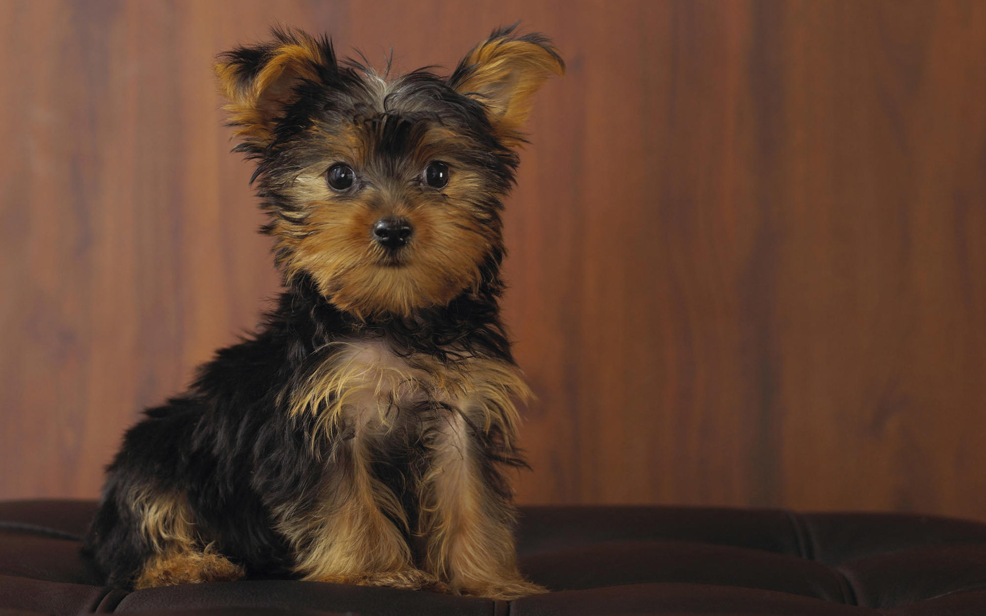 Awesome Yorkshire Terrier free wallpaper ID:110962 for hd 1920x1200 desktop