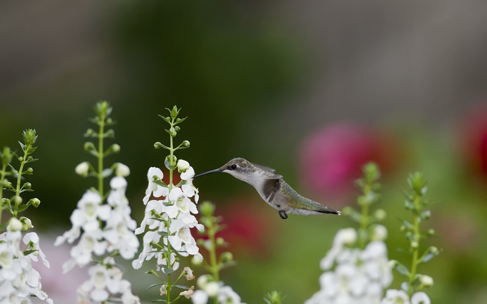 Awesome Hummingbird free background ID:215777 for hd 1680x1050 desktop