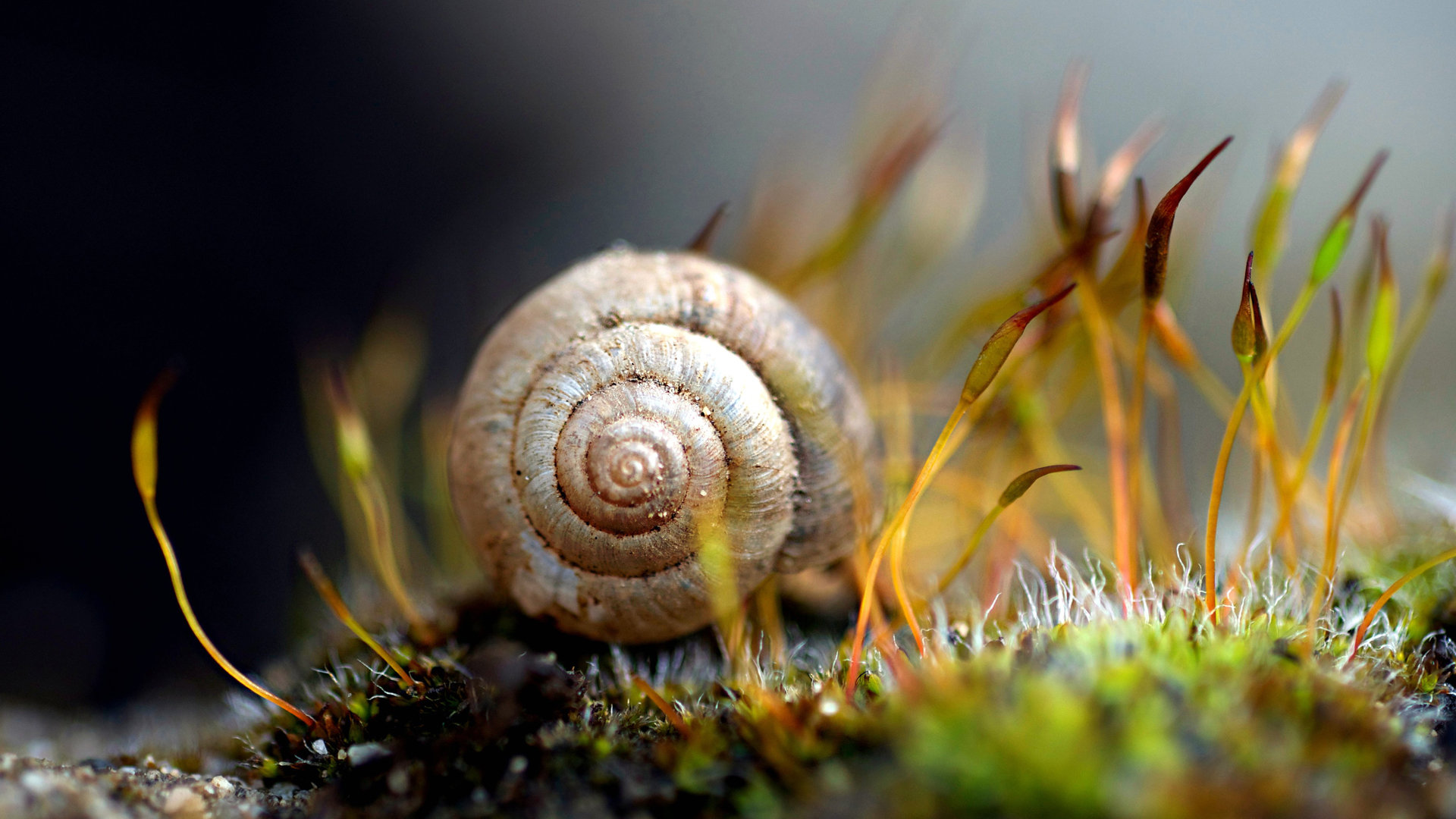High resolution Snail 1080p wallpaper ID:198889 for PC