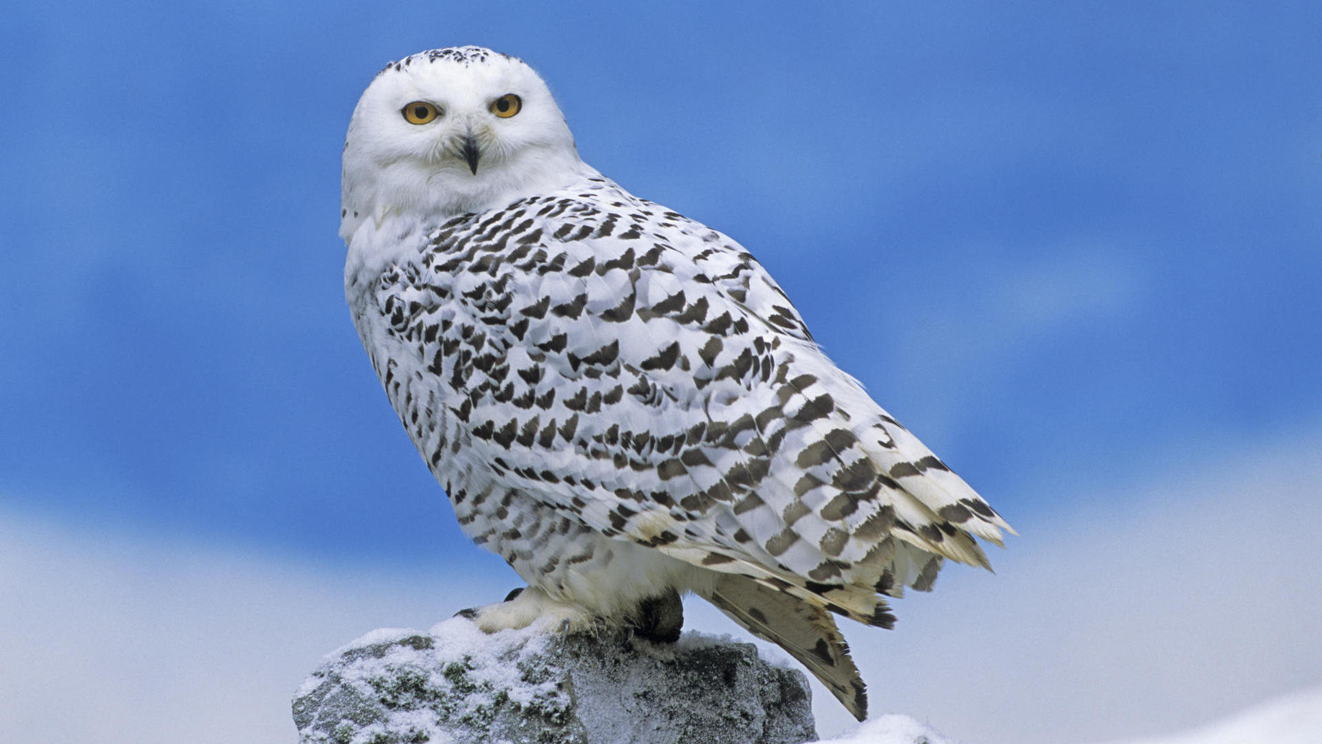 High resolution Snowy Owl 1080p background ID:26811 for PC