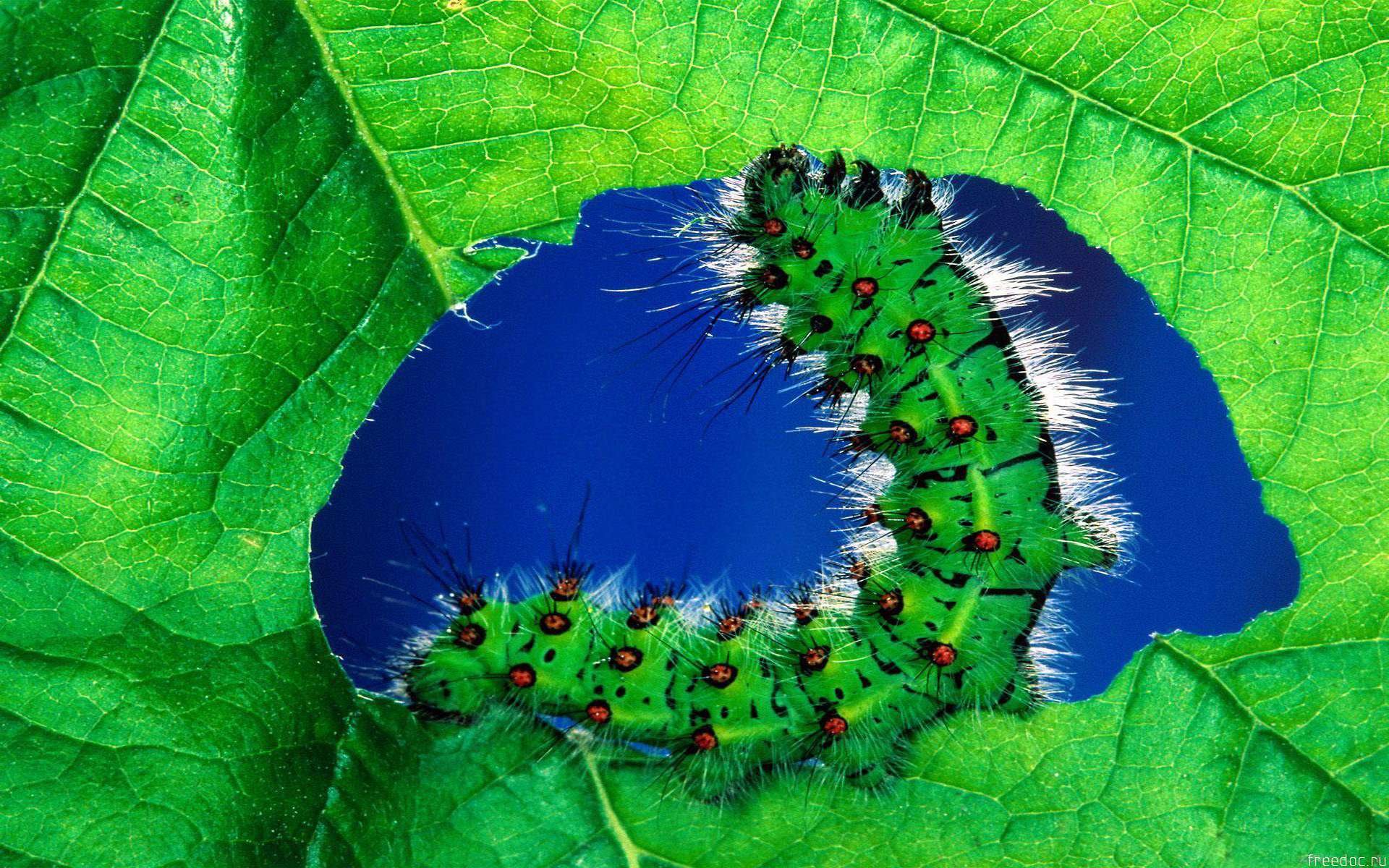 Awesome Caterpillar free wallpaper ID:383702 for hd 1920x1200 PC