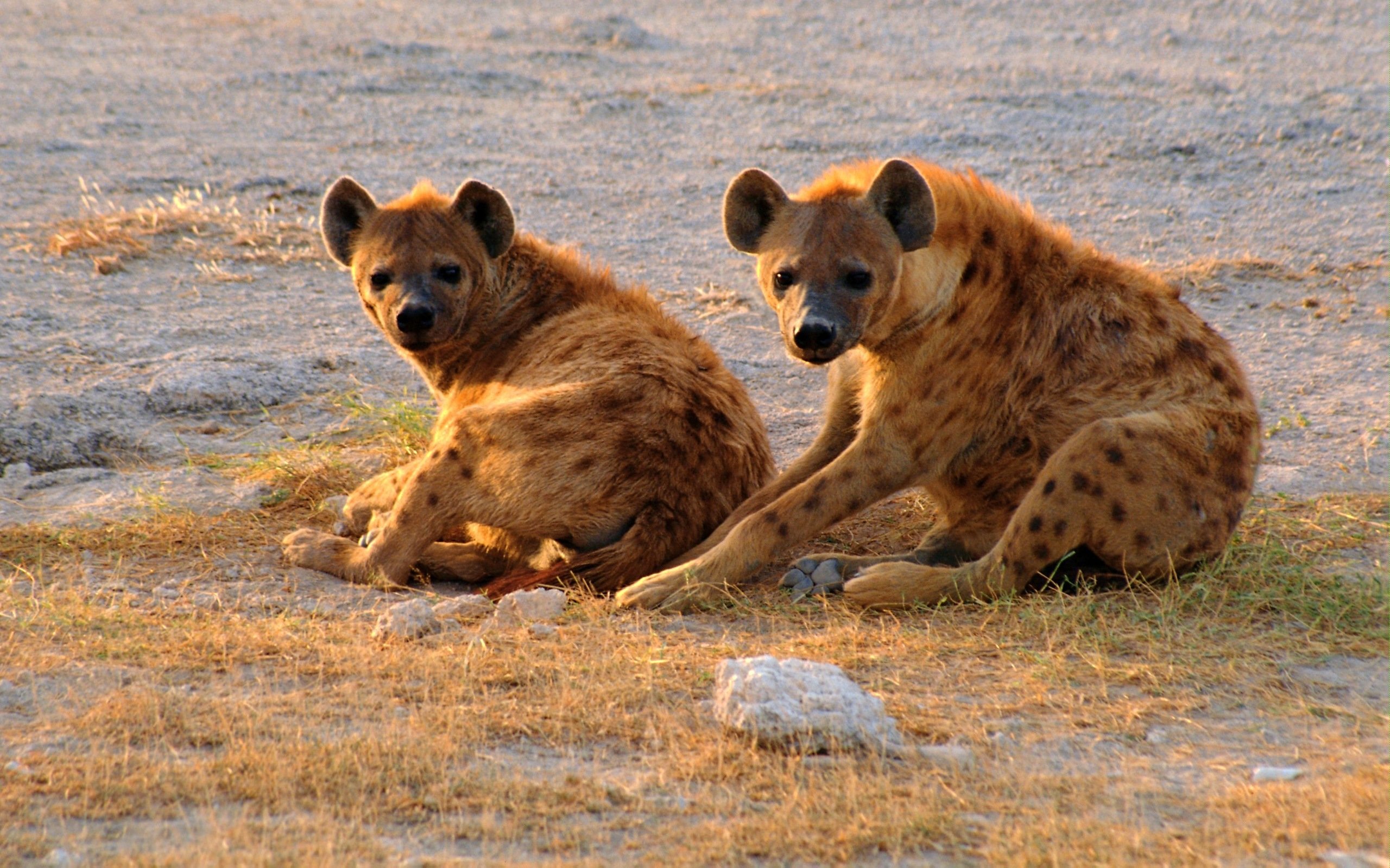 Free download Hyena wallpaper ID:239232 hd 2560x1600 for computer