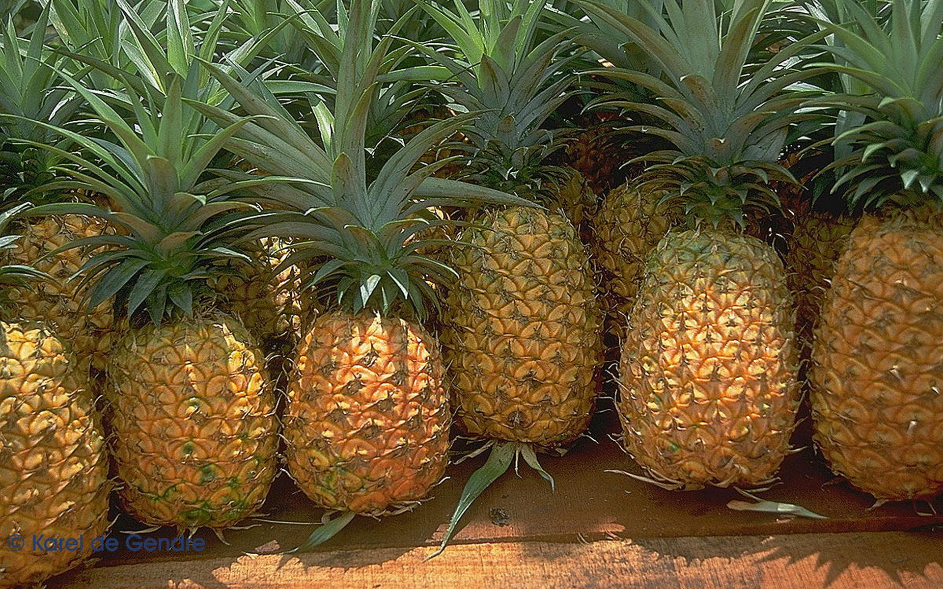 Awesome Pineapple free background ID:291151 for hd 1920x1200 PC