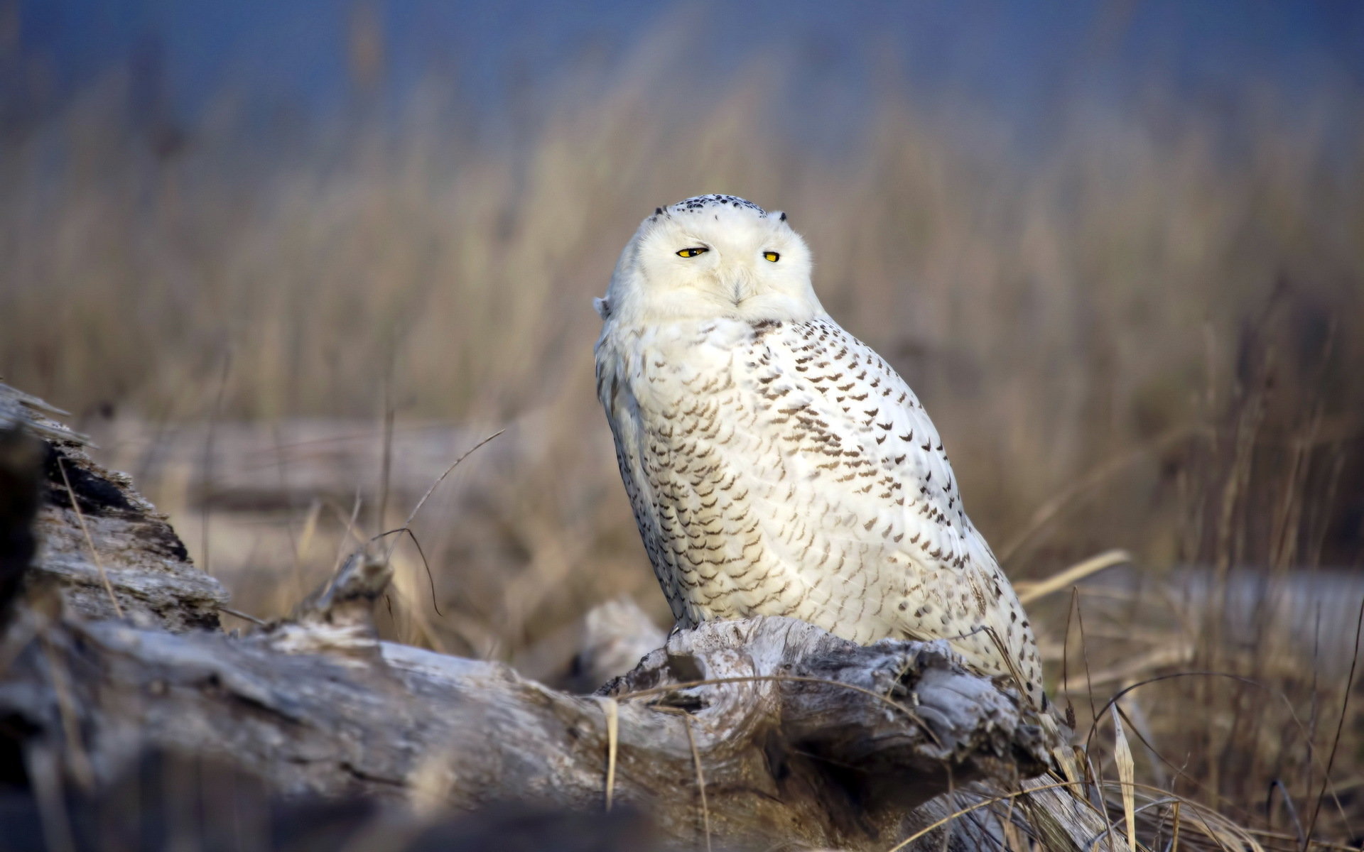 Download hd 1920x1200 Snowy Owl PC background ID:26810 for free