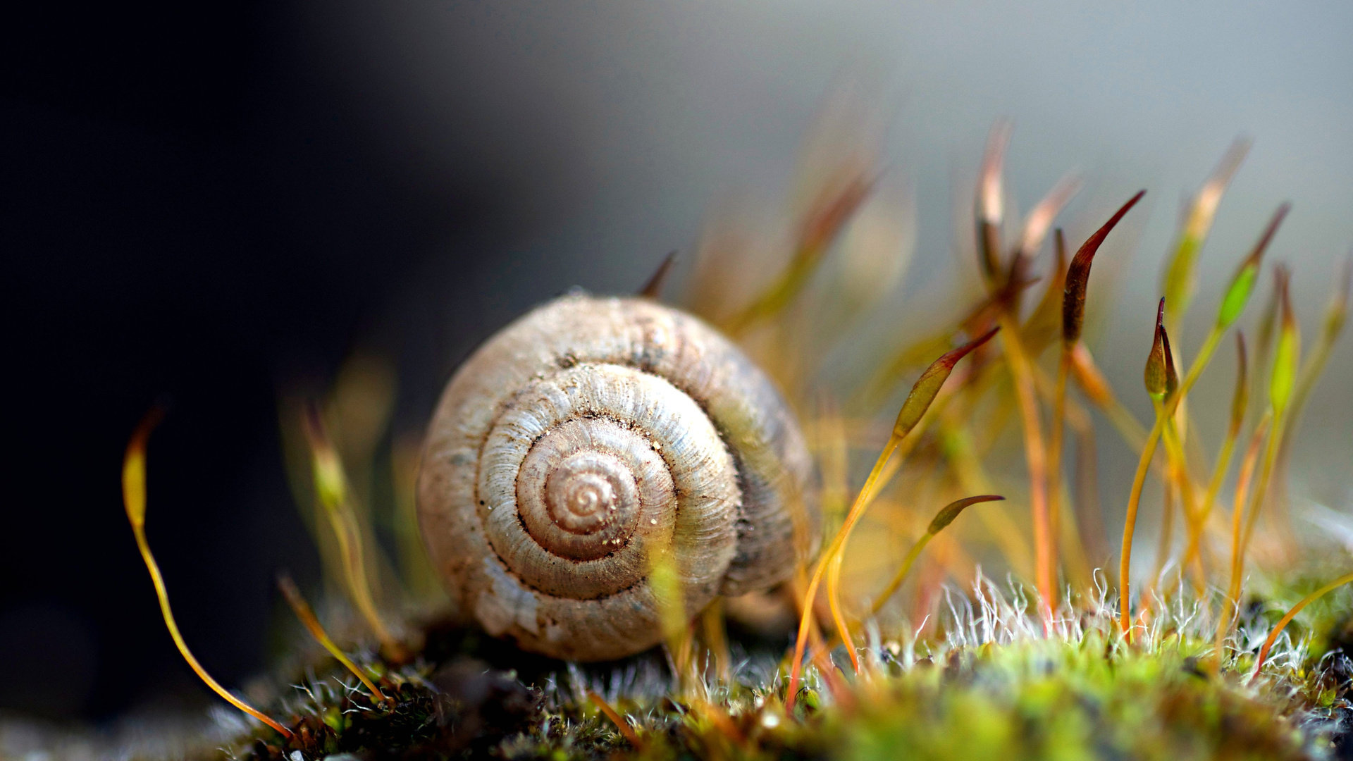 Download 1080p Snail desktop background ID:198834 for free