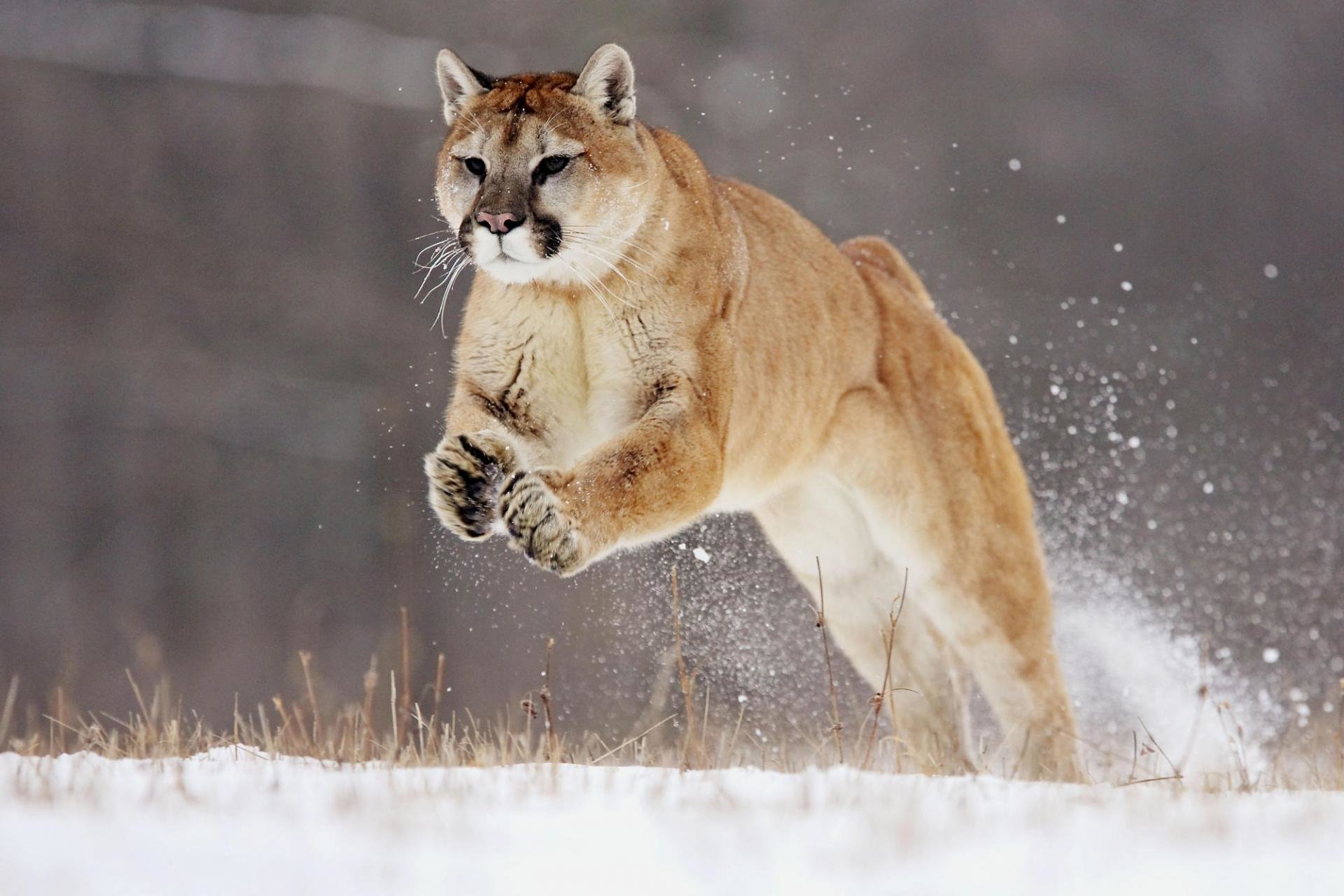 Download hd 1920x1280 Cougar computer background ID:81724 for free
