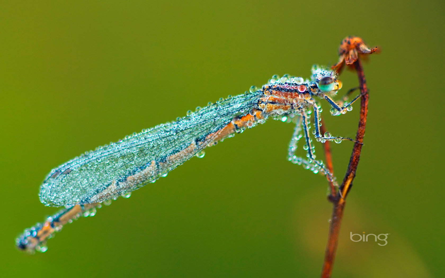 Awesome Dragonfly free wallpaper ID:467635 for hd 1680x1050 desktop
