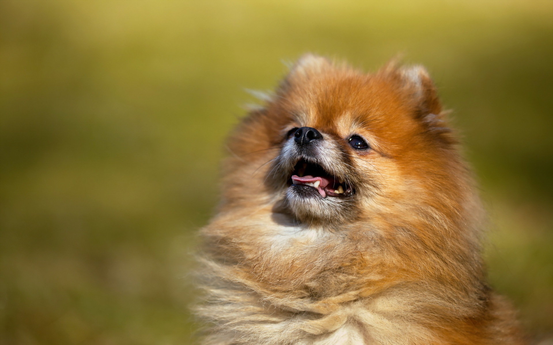 High resolution Pomeranian hd 1920x1200 background ID:184954 for PC