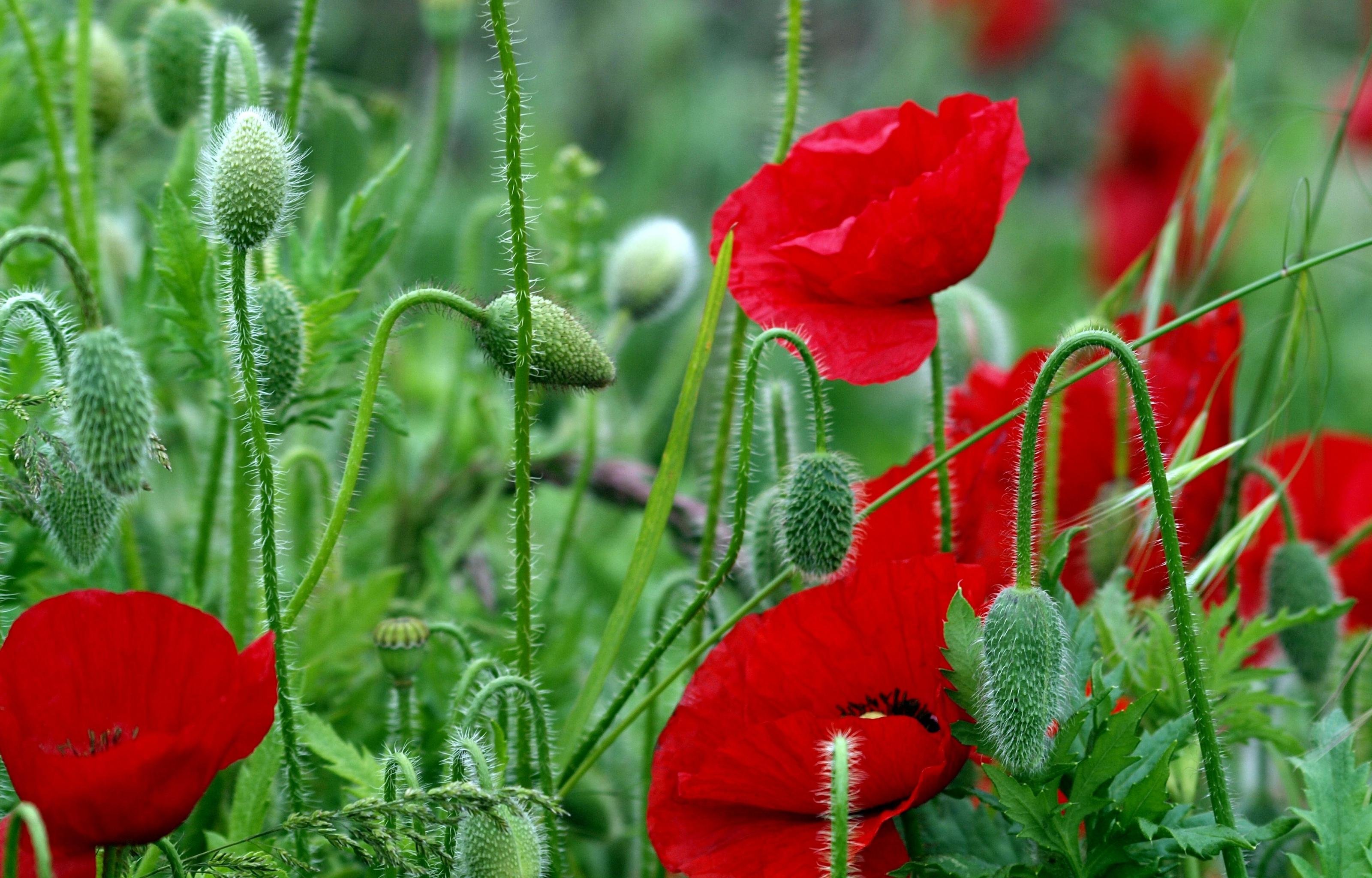 Awesome Poppy free wallpaper ID:99725 for hd 3200x2048 computer