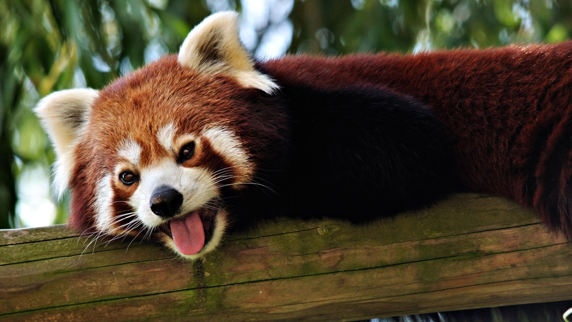 Free download Red Panda wallpaper ID:63994 hd 1920x1080 for PC