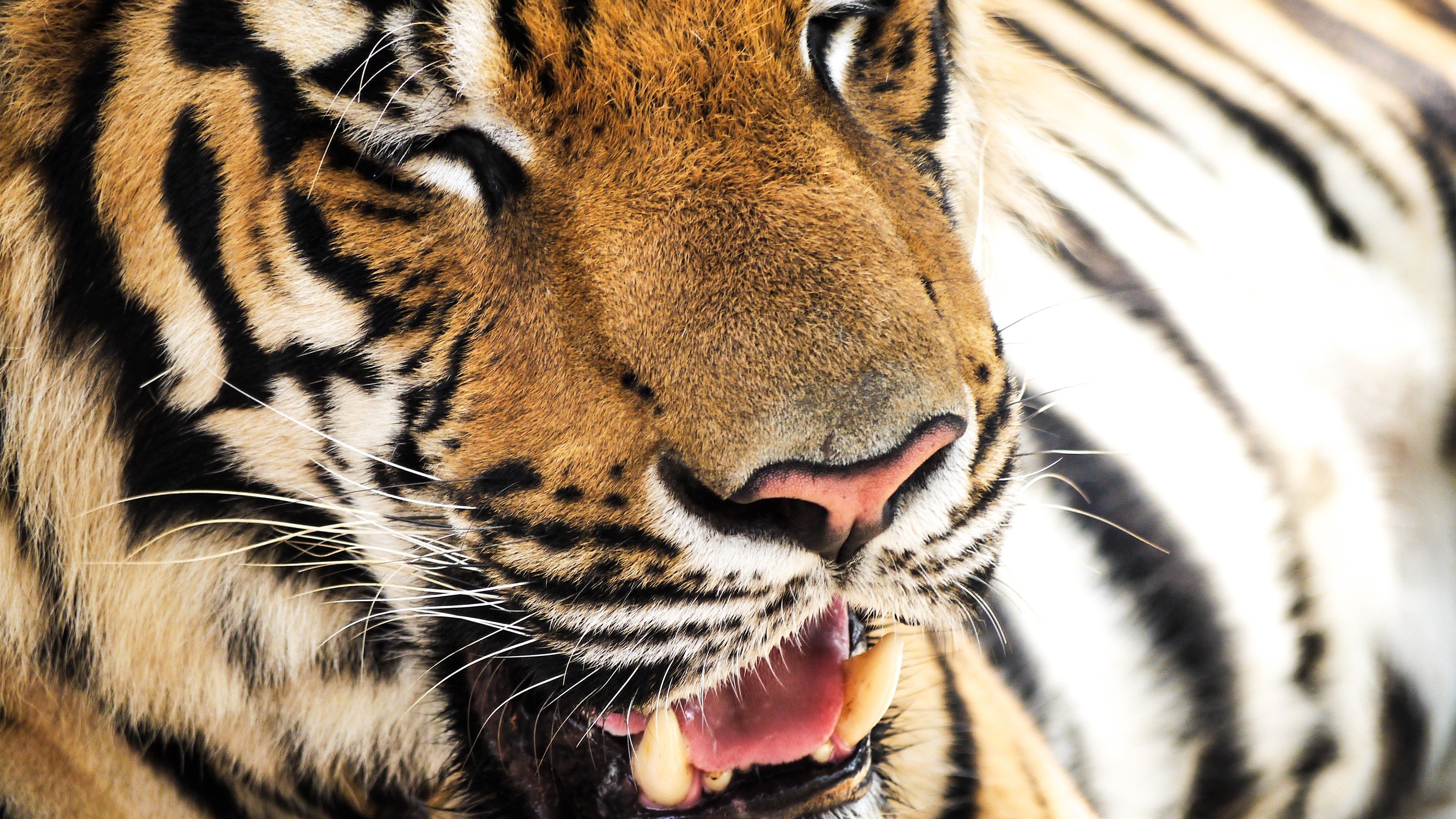 Best Tiger background ID:115986 for High Resolution ultra hd 4k PC
