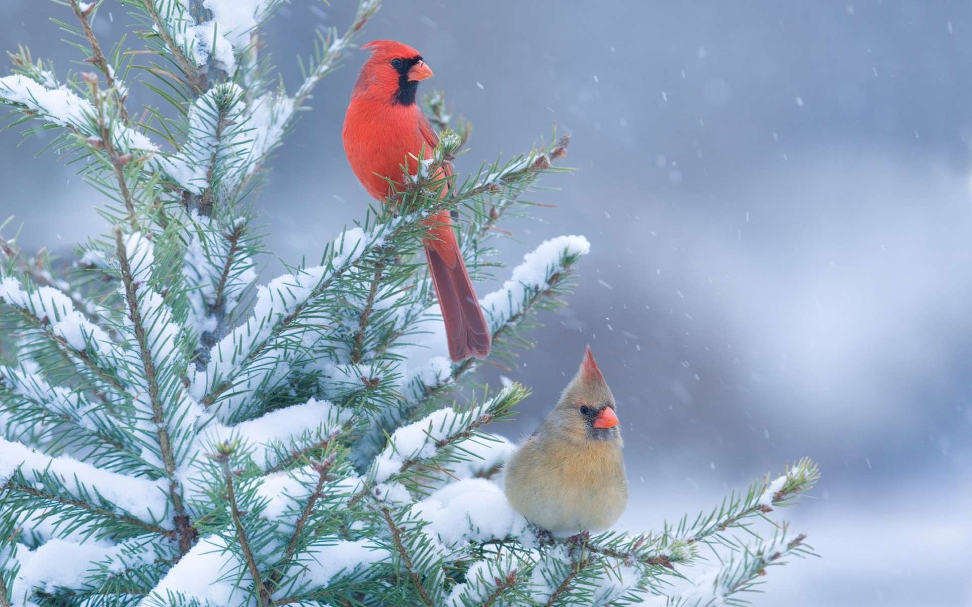 Free download Cardinal background ID:24687 hd 1920x1200 for PC
