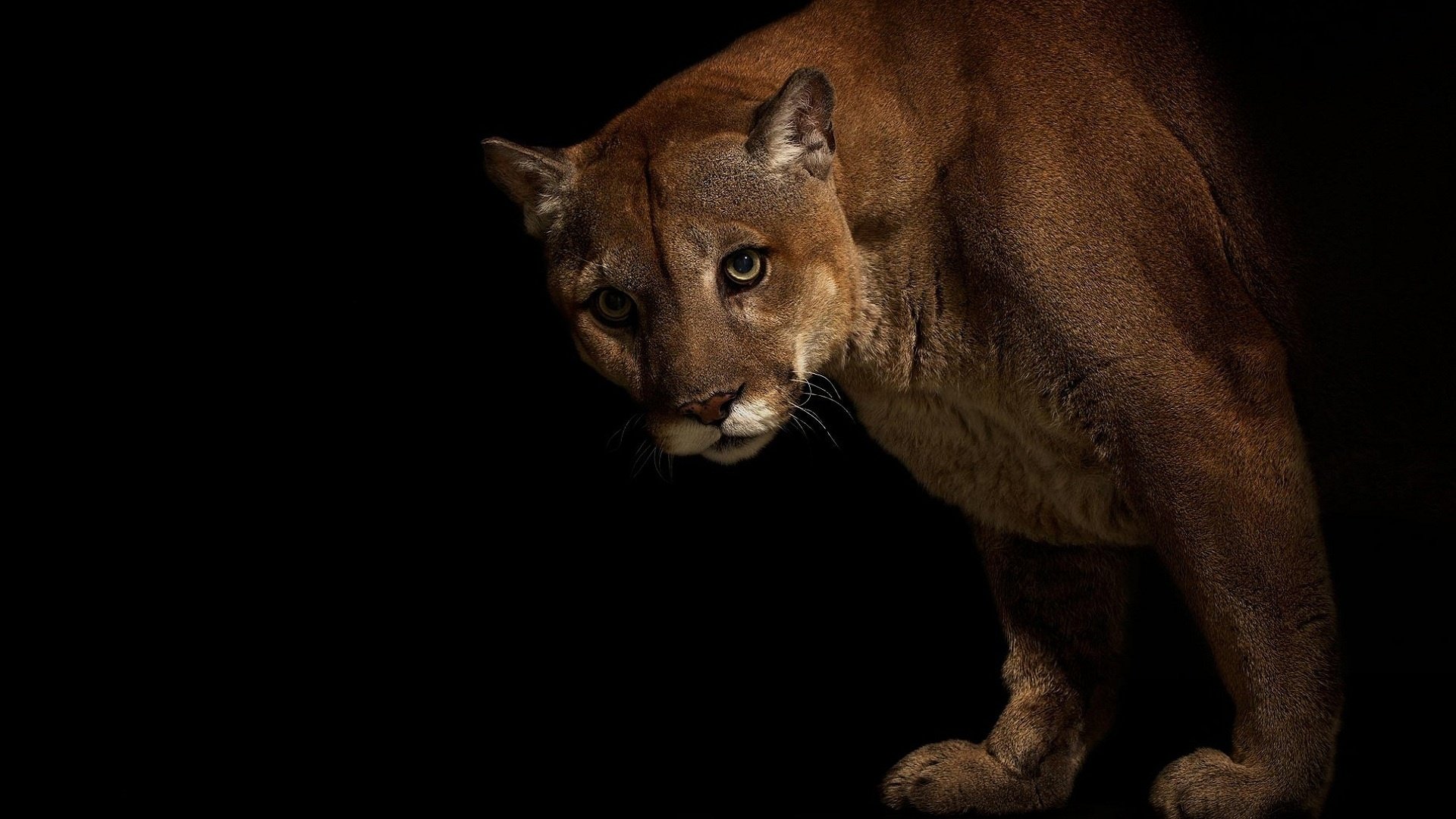 Download full hd 1920x1080 Cougar desktop background ID:81757 for free
