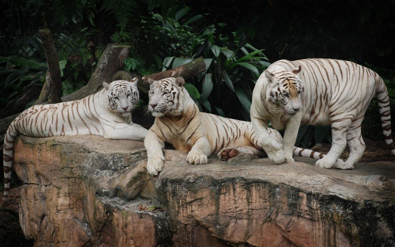 Free White Tiger high quality wallpaper ID:174857 for hd 1280x800 computer