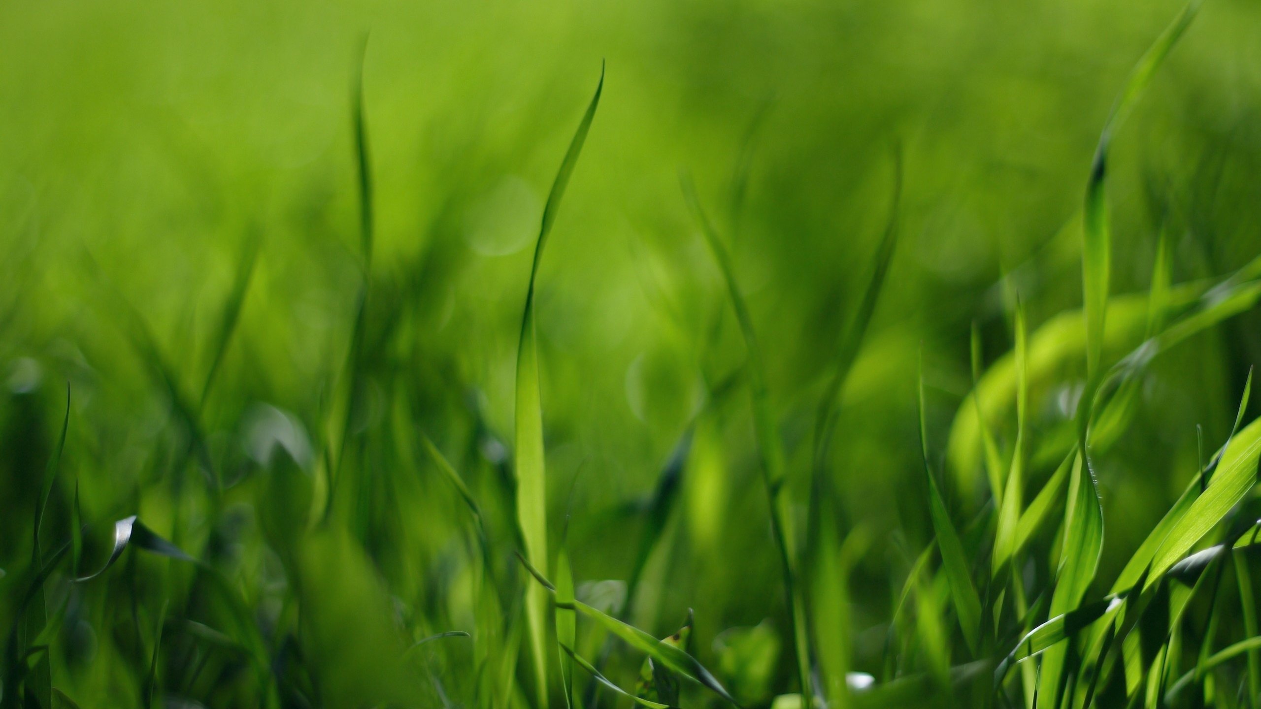 Free download Grass wallpaper ID:378034 hd 2560x1440 for PC