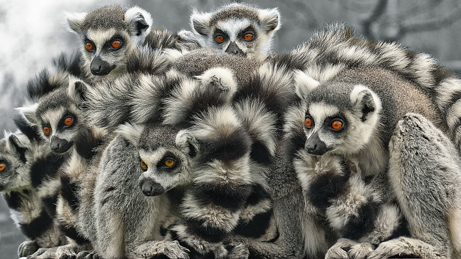 Awesome Lemur free background ID:53151 for full hd 1080p desktop