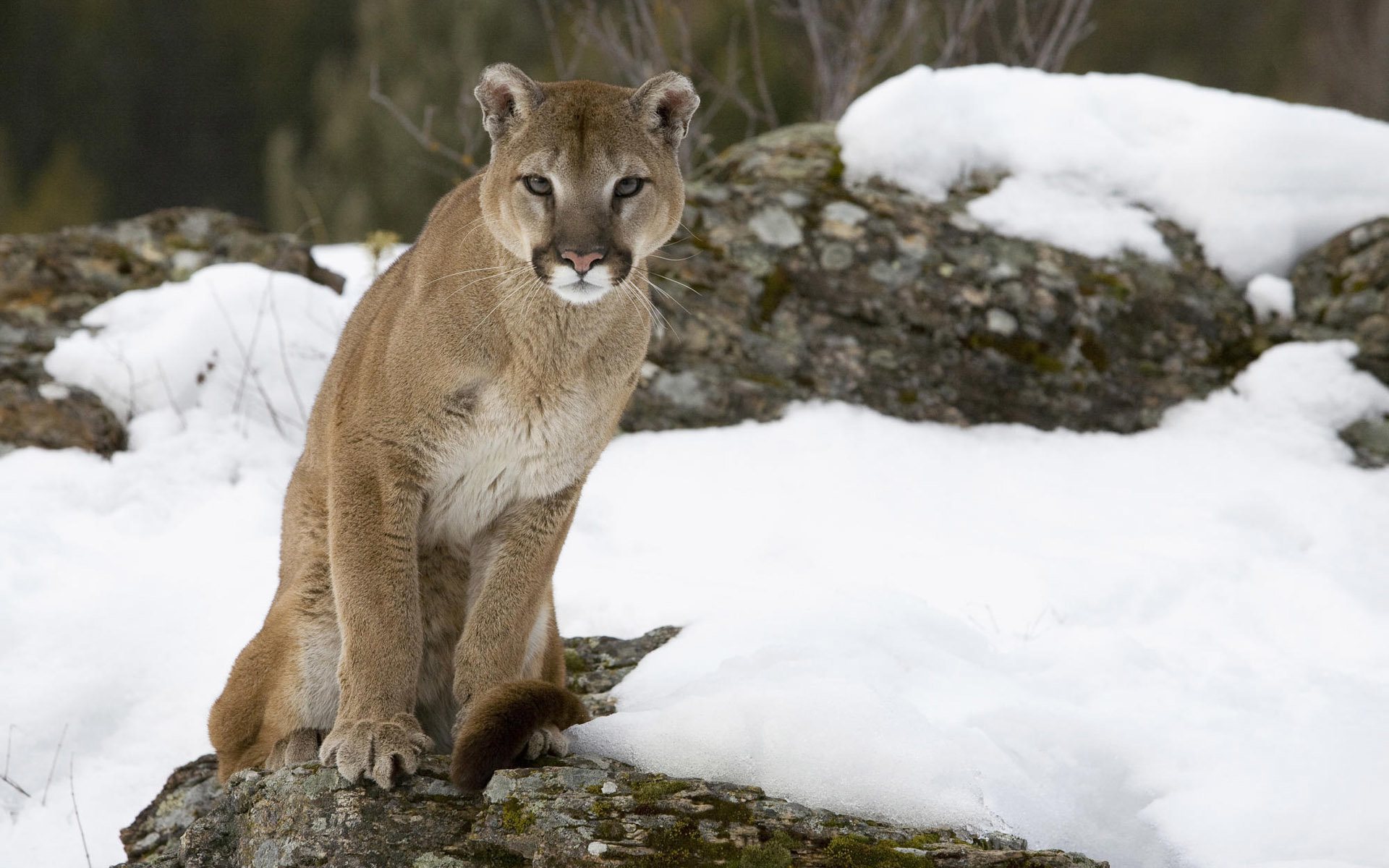 Awesome Cougar free wallpaper ID:81755 for hd 1920x1200 desktop